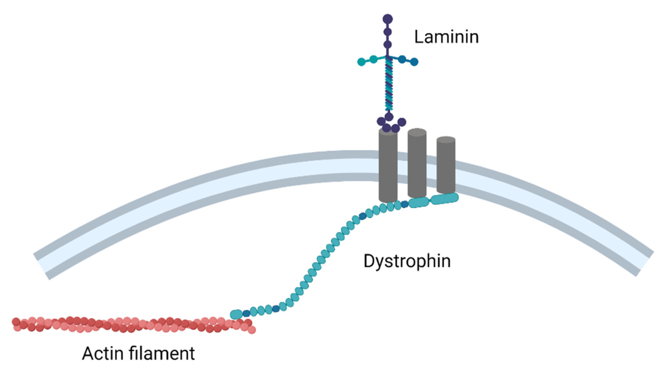 Cells 10 03035 g002 Cells 10 03035 g002