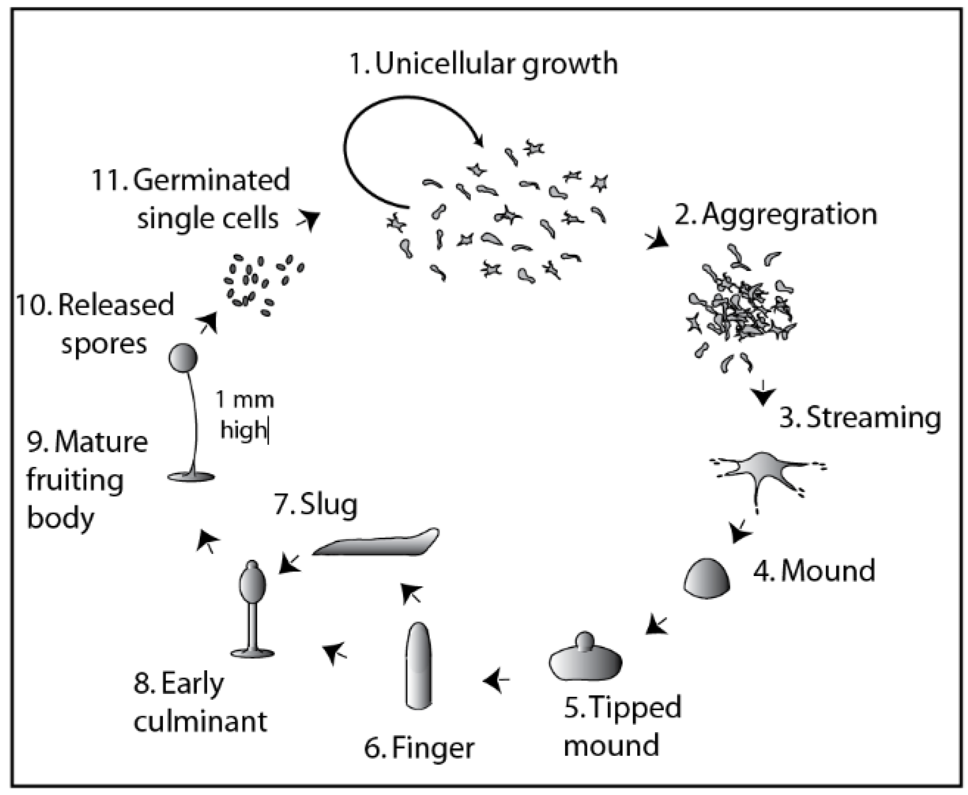 Cells 10 03036 g001 Cells 10 03036 g001