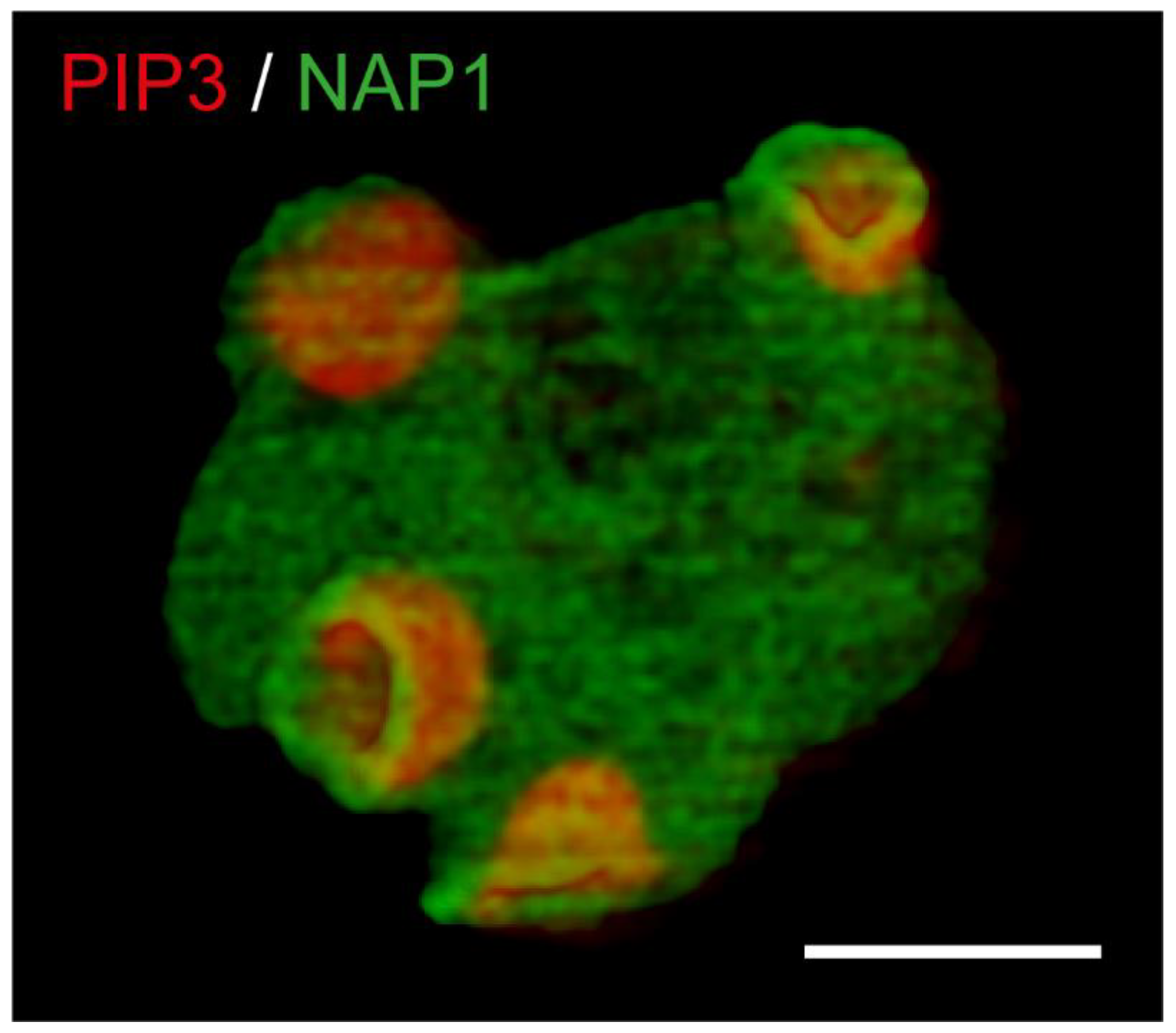 Cells 10 03036 g003 Cells 10 03036 g003
