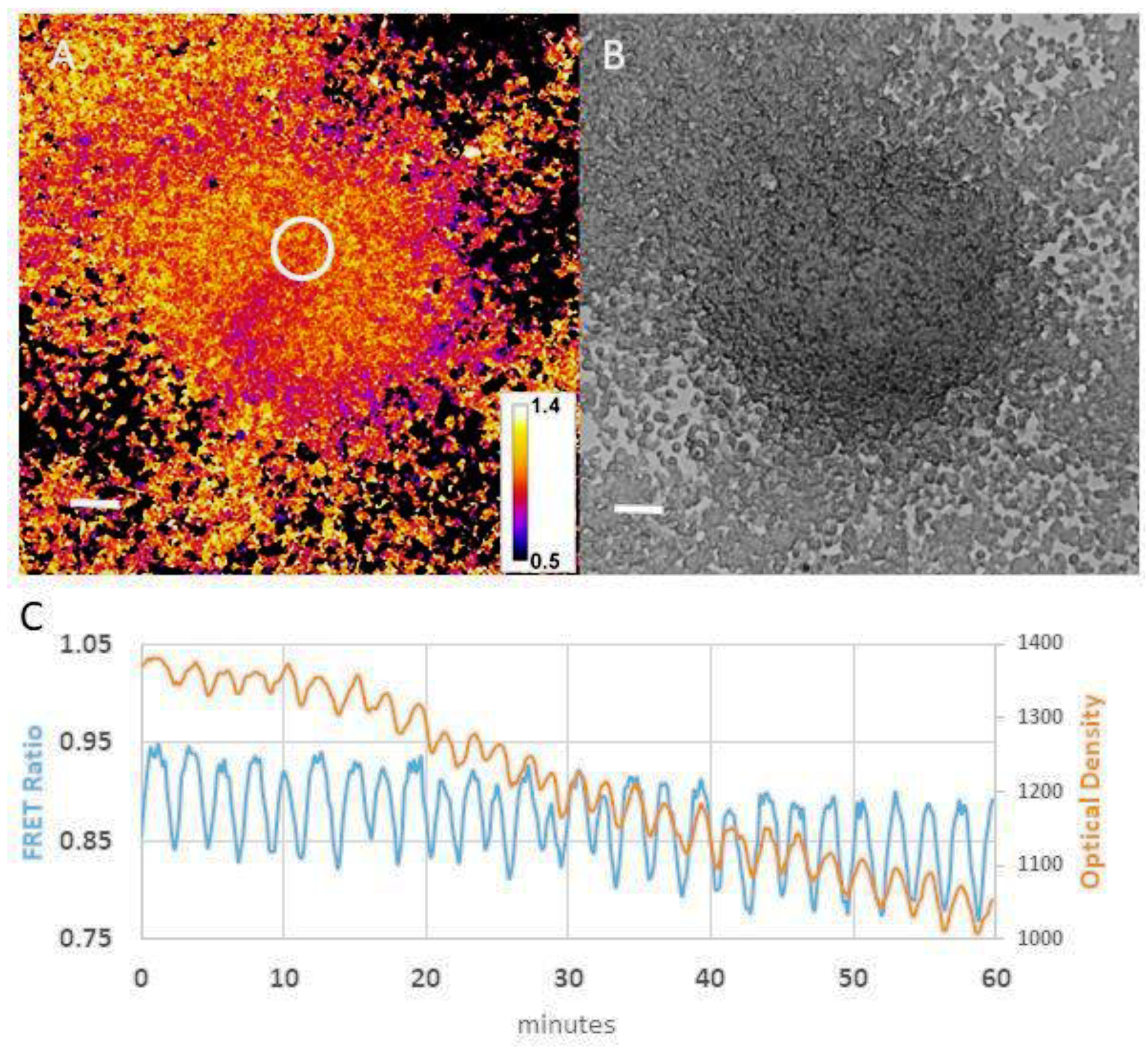 Cells 10 03036 g004 Cells 10 03036 g004