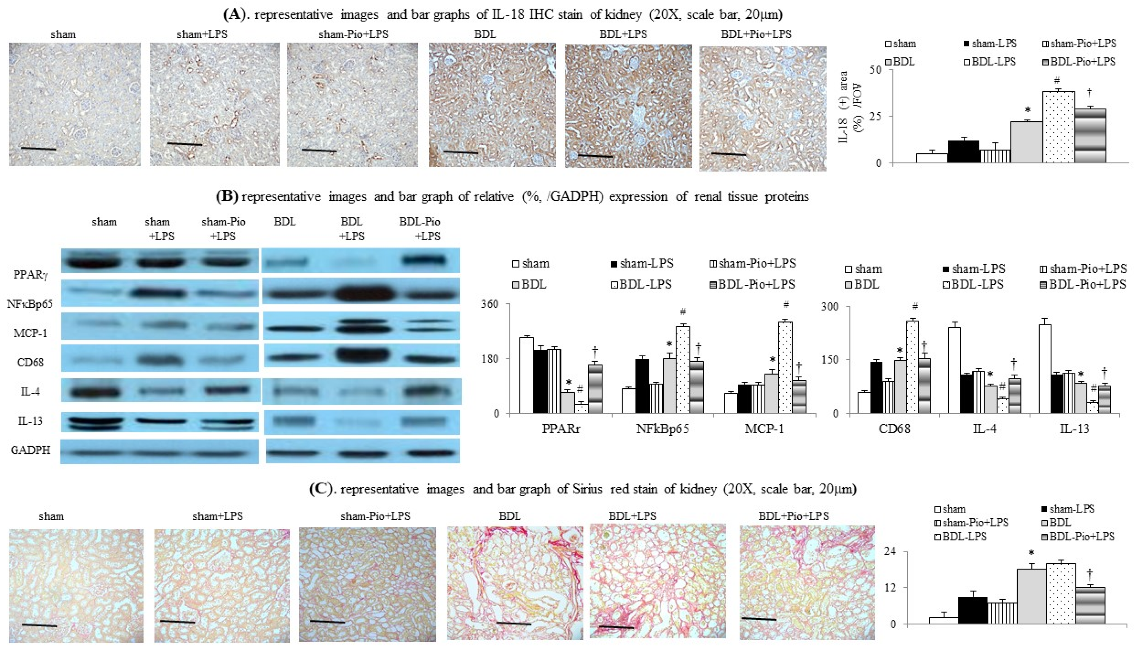 Cells 10 03044 g002 550