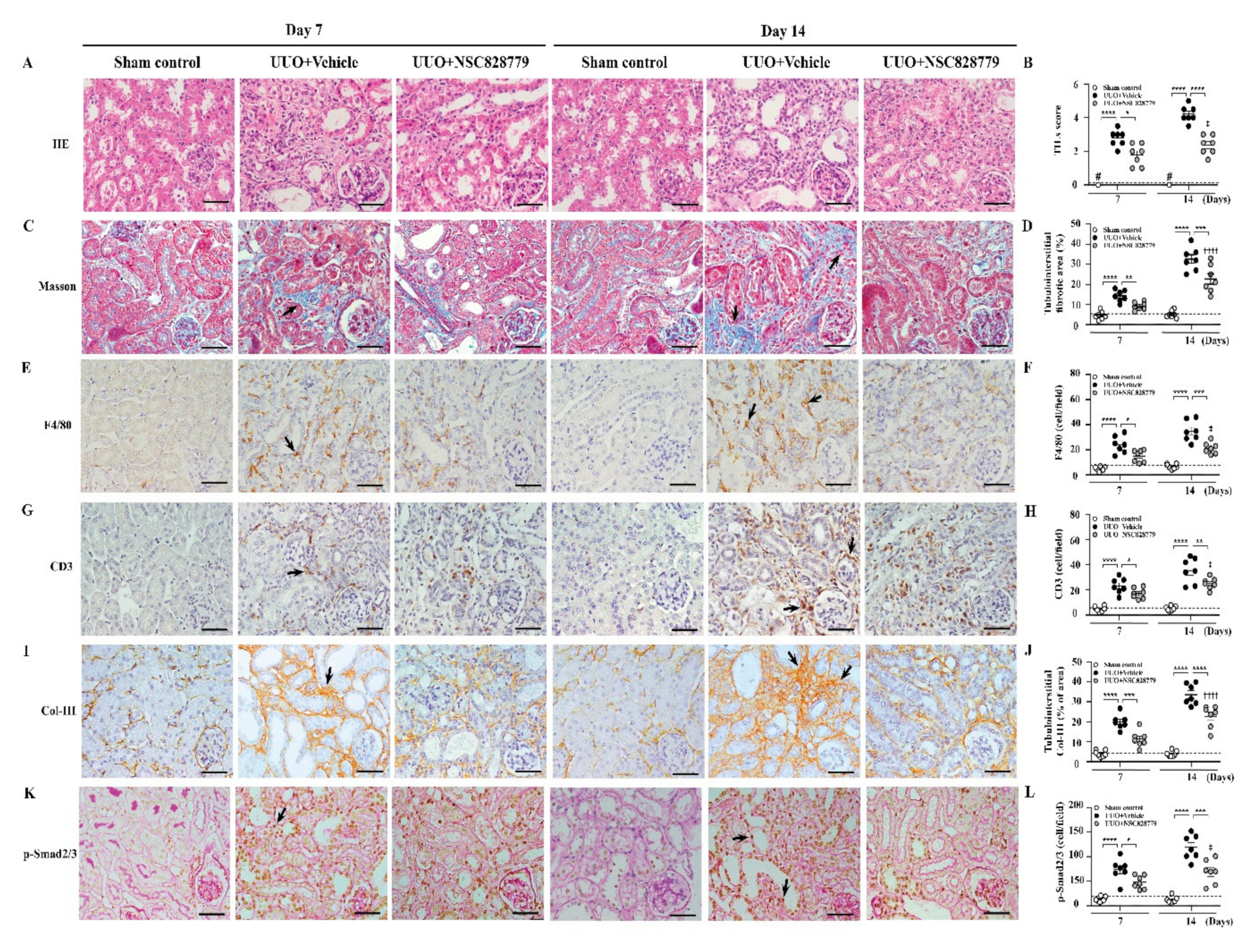 Cells 10 03060 g002 Cells 10 03060 g002