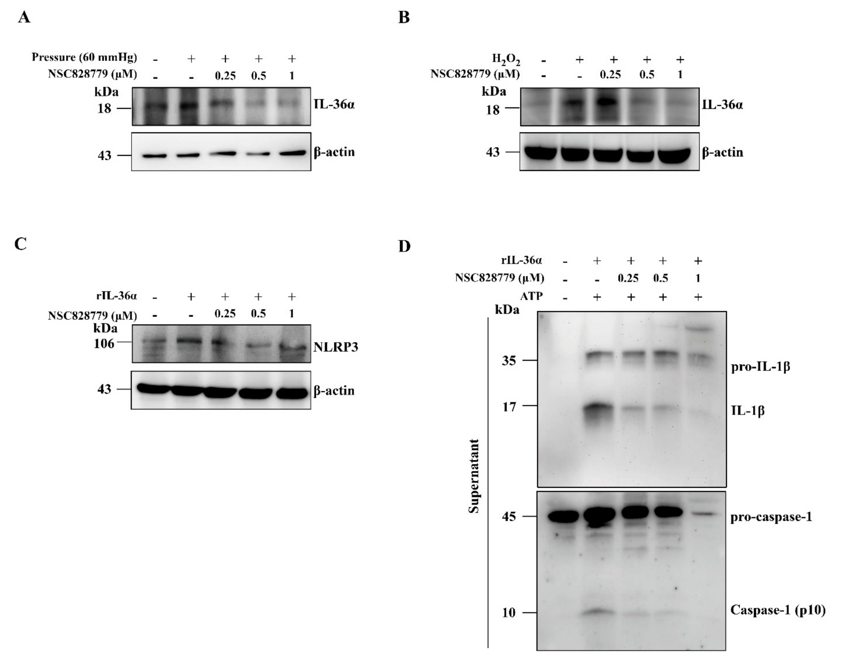 Cells 10 03060 g004 Cells 10 03060 g004