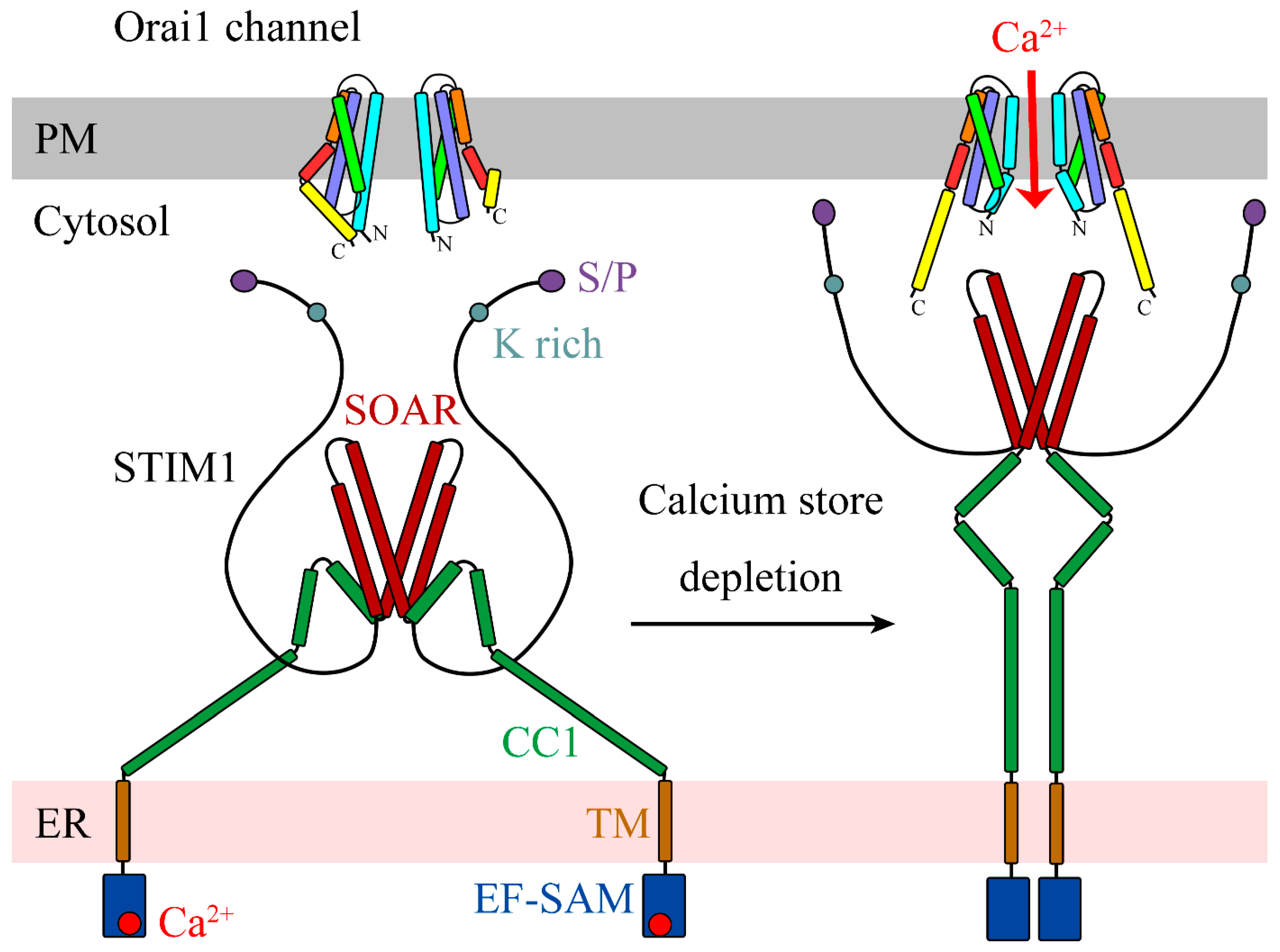Cells 10 03062 g001 550