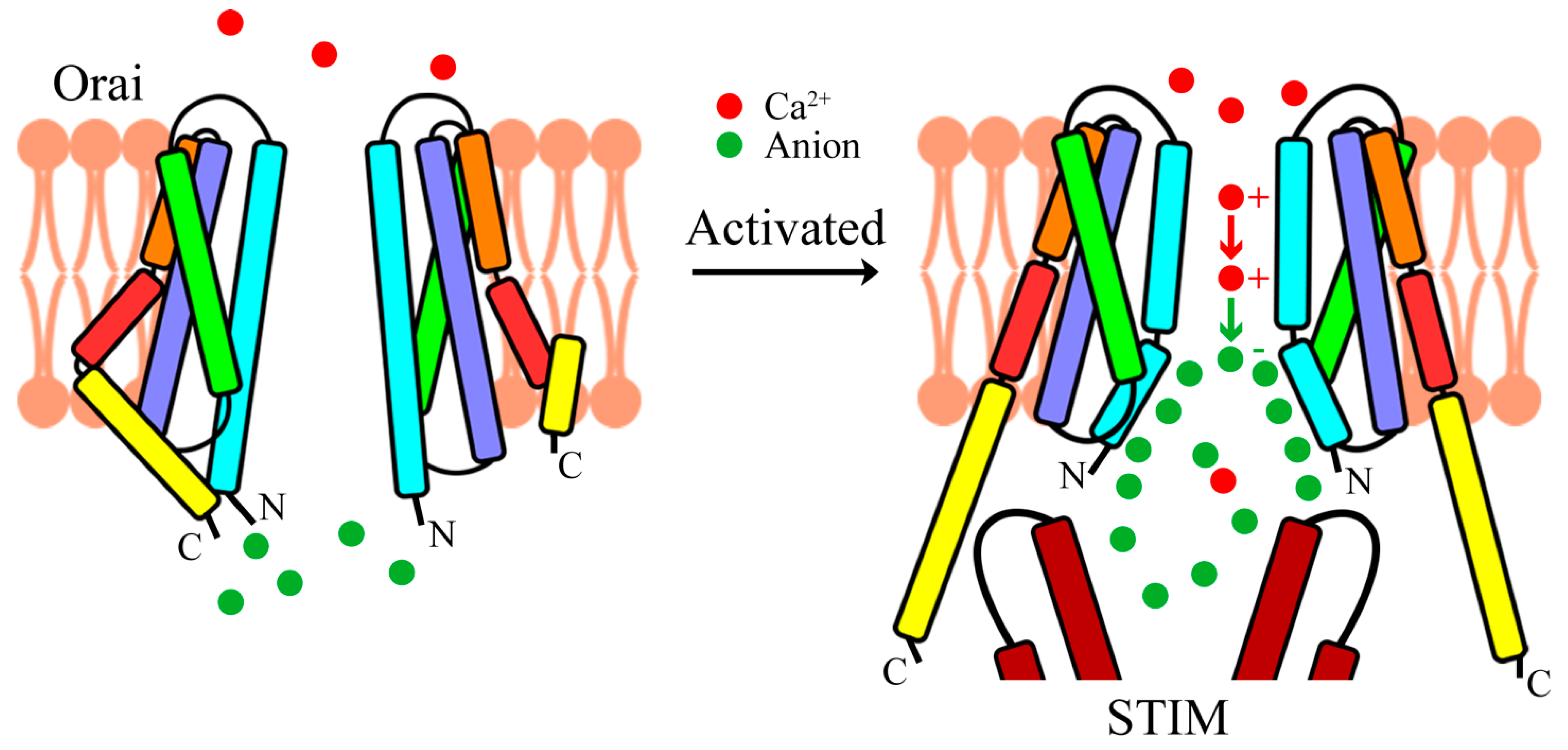 Cells 10 03062 g004 550