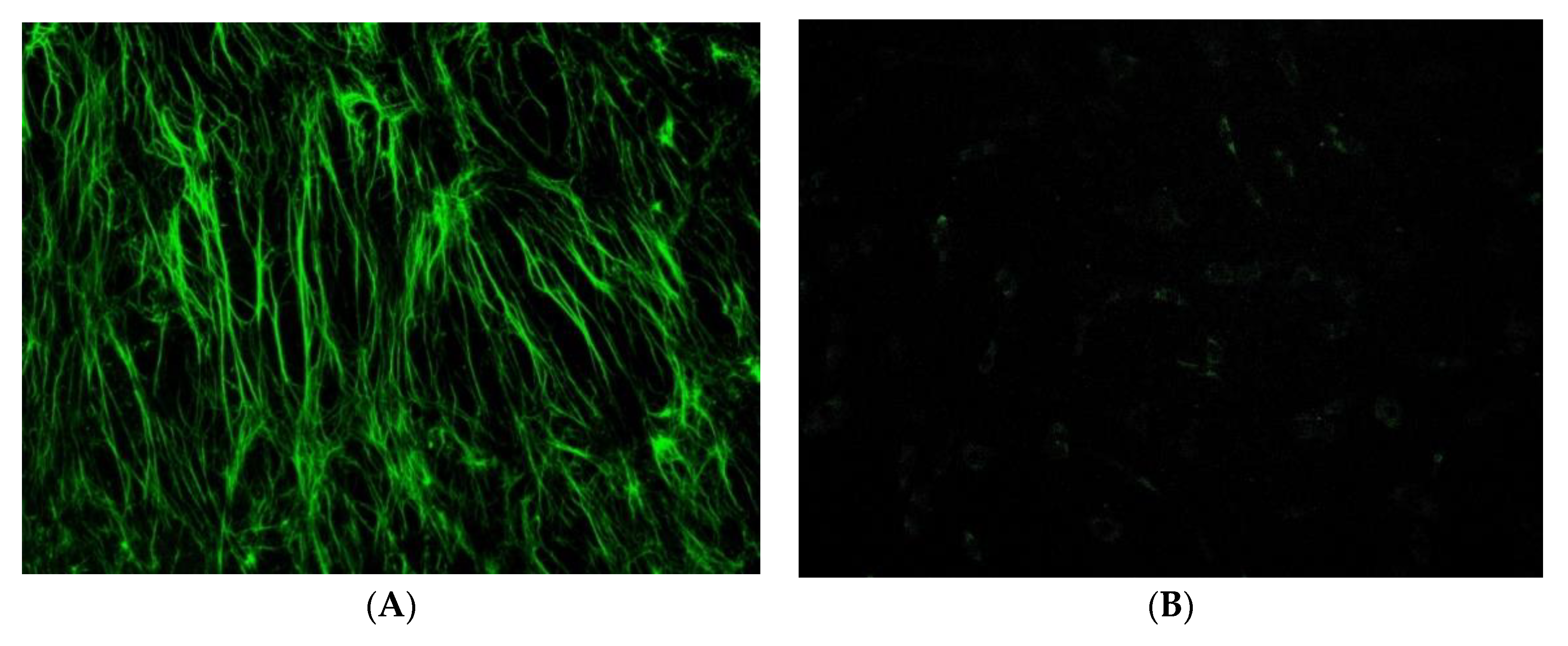 Cells 10 03081 g001 Cells 10 03081 g001