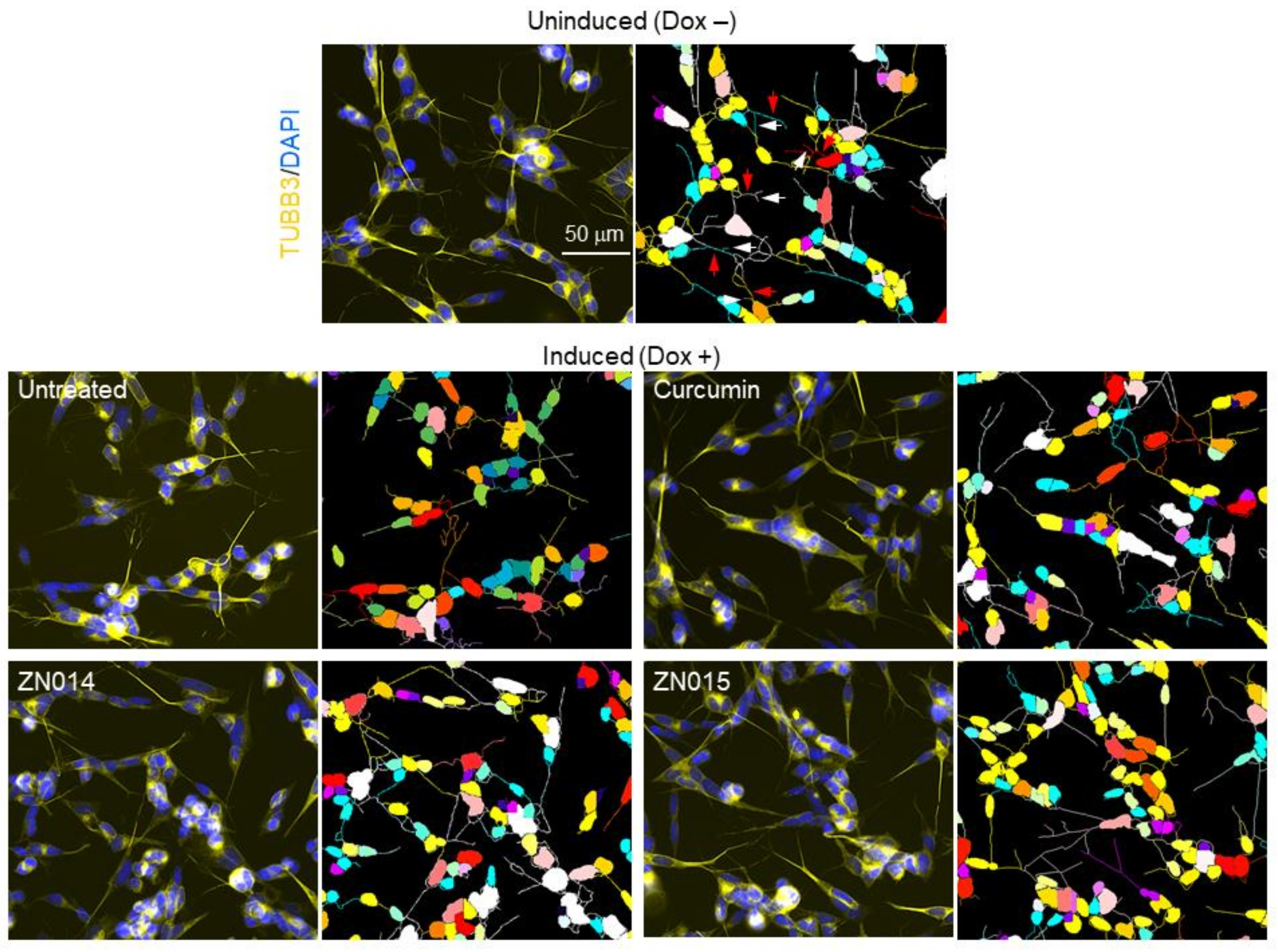 Cells 10 03095 g003b