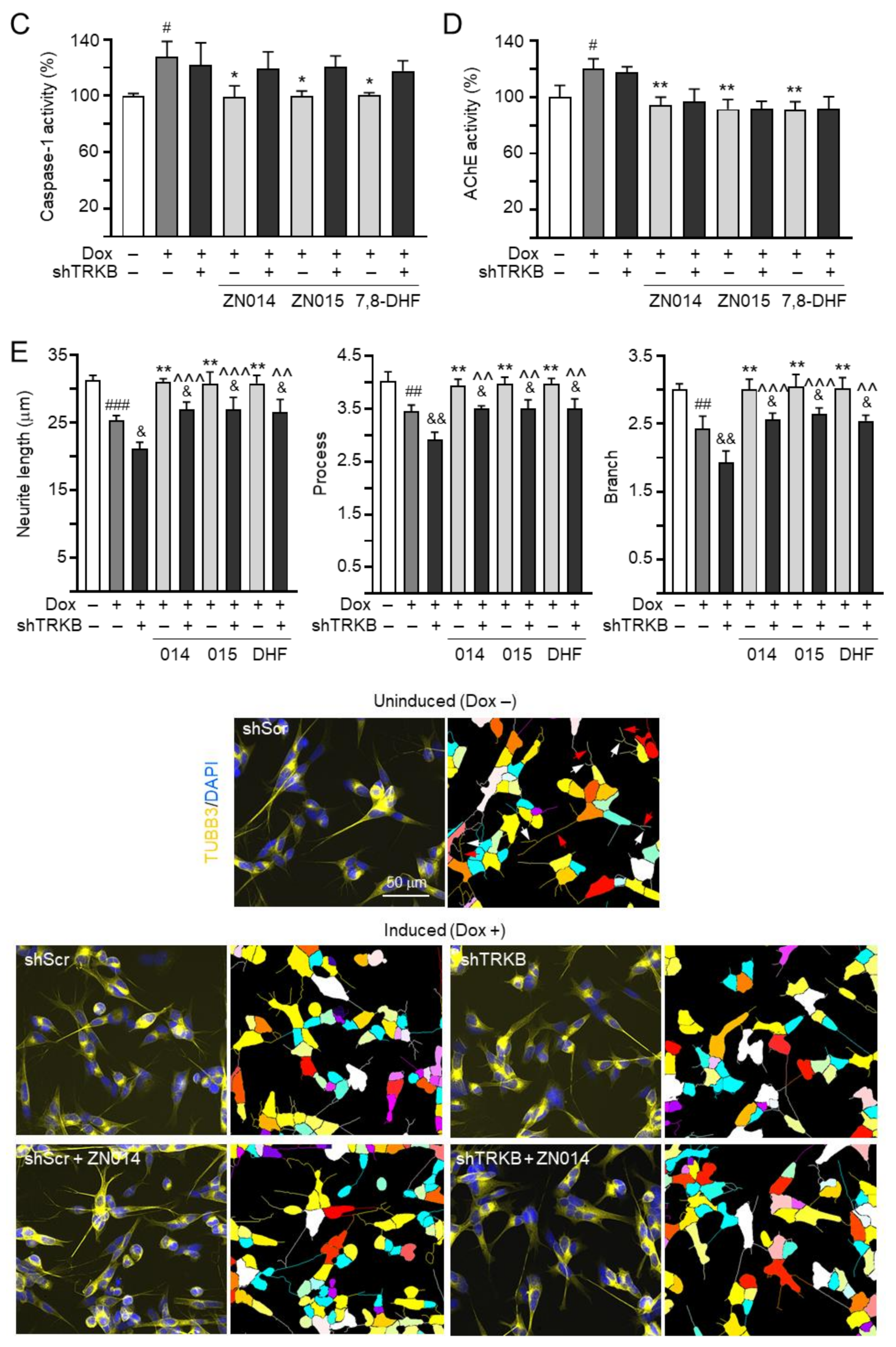 Cells 10 03095 g005b