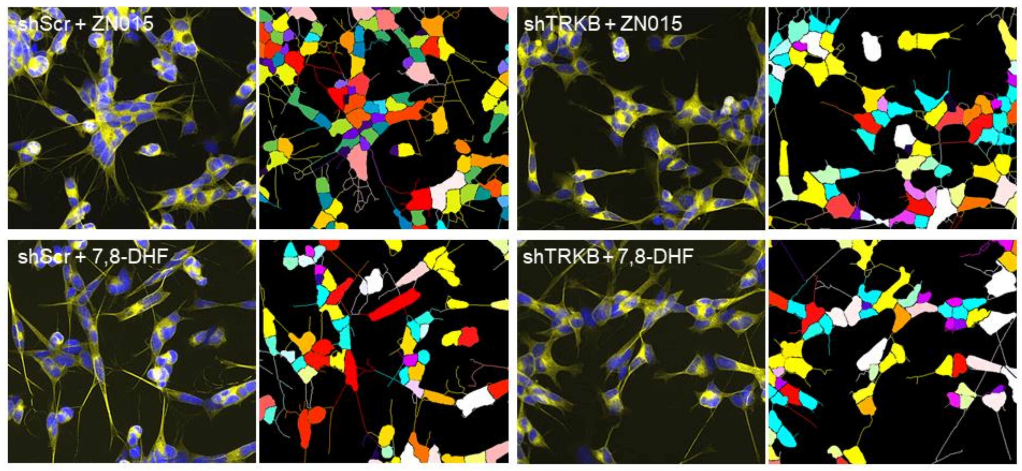 Cells 10 03095 g005c