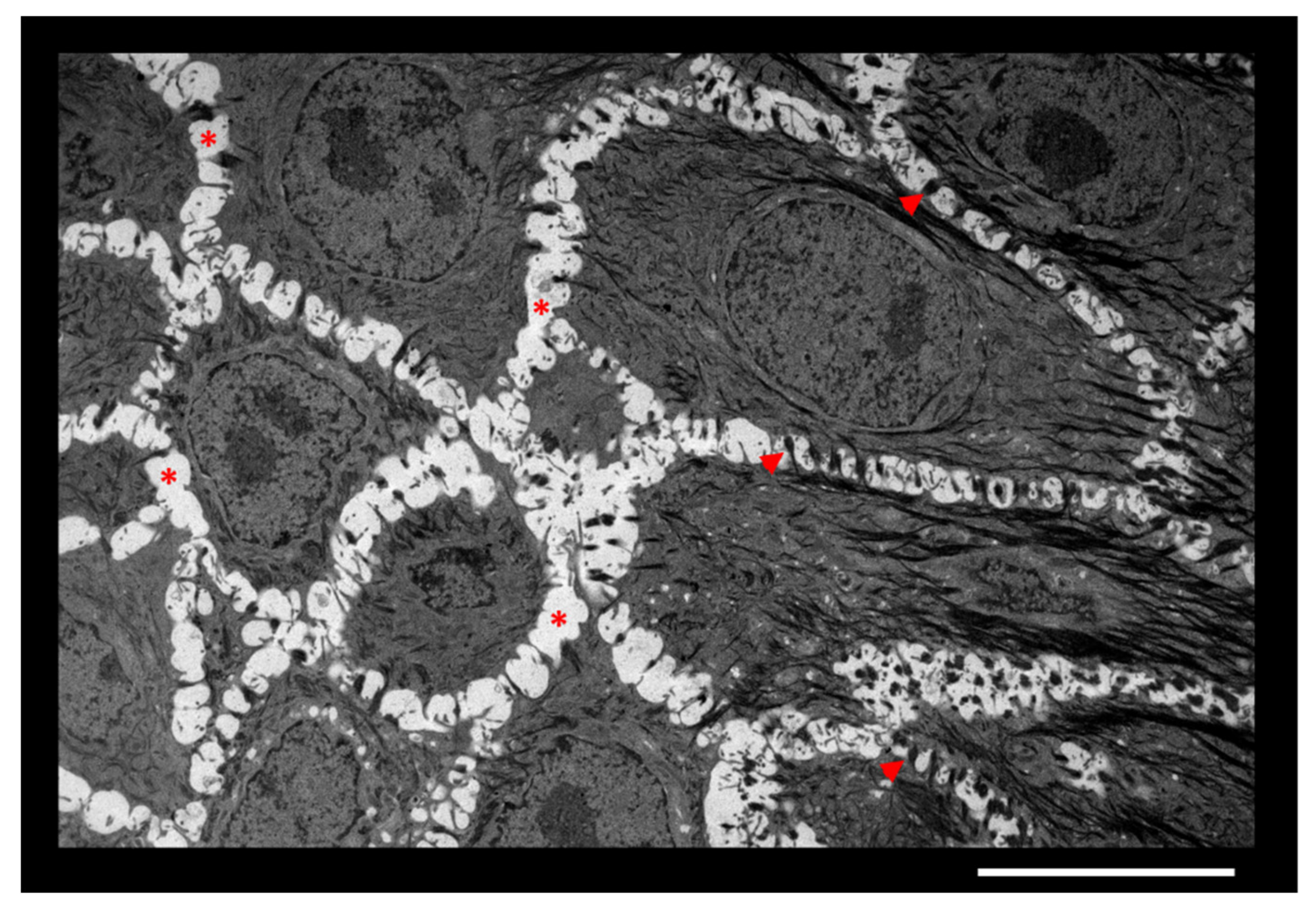 Cells 10 03096 g001 550