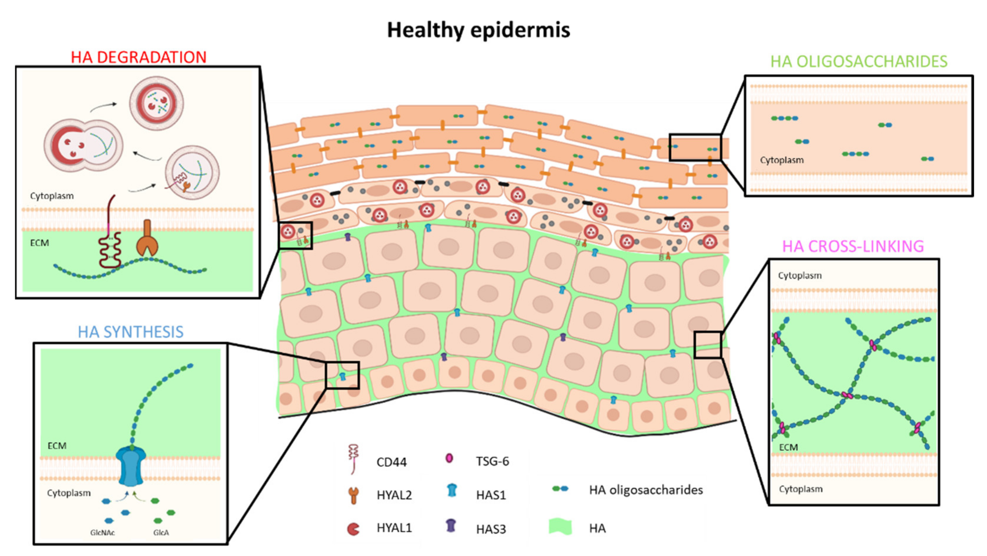 Cells 10 03096 g002 550