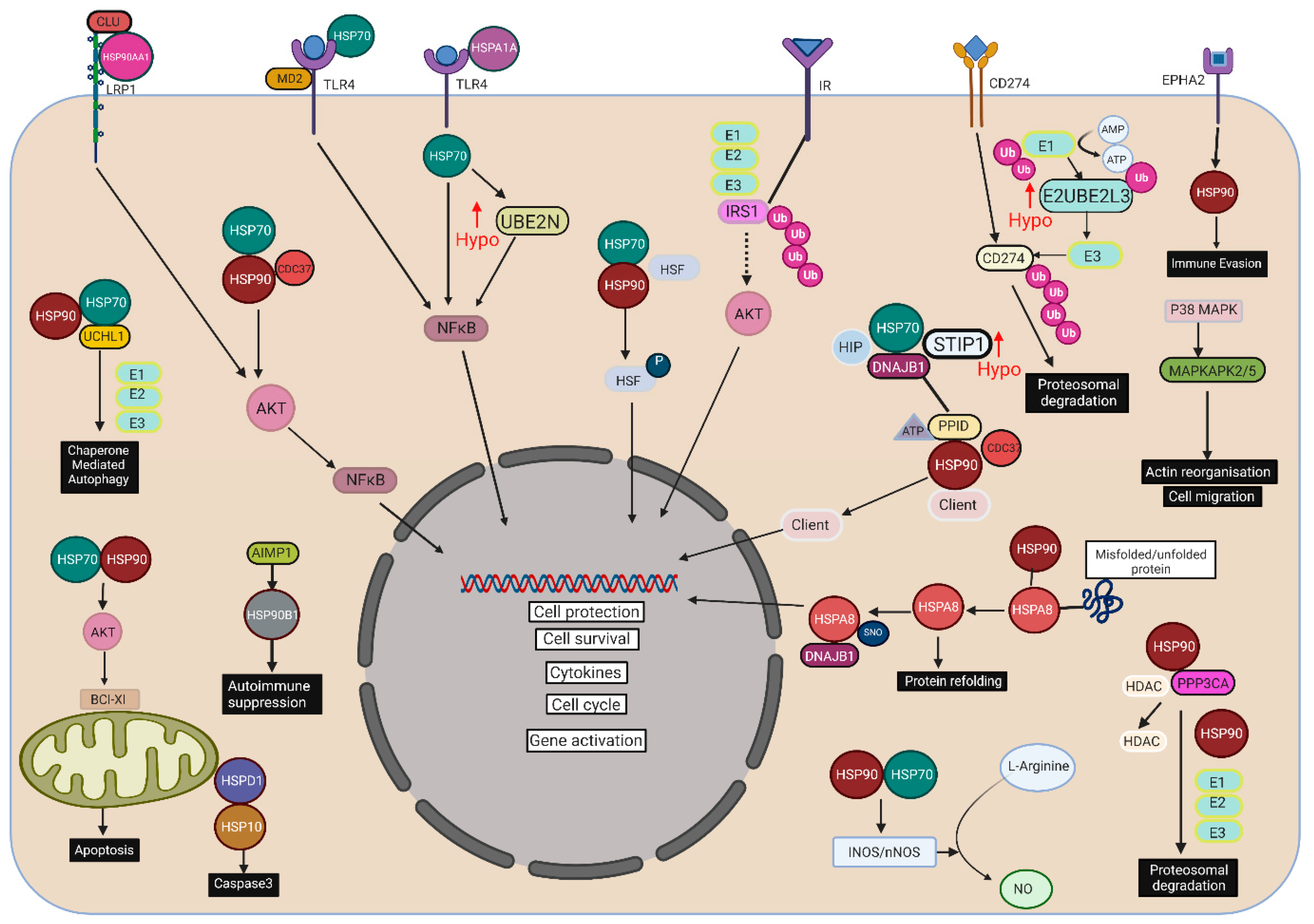 Cells 10 03109 g001 550