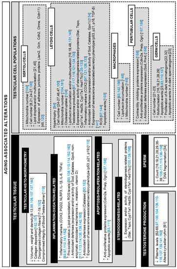To Hallmarks of Testicular Aging: The Challenge of Anti