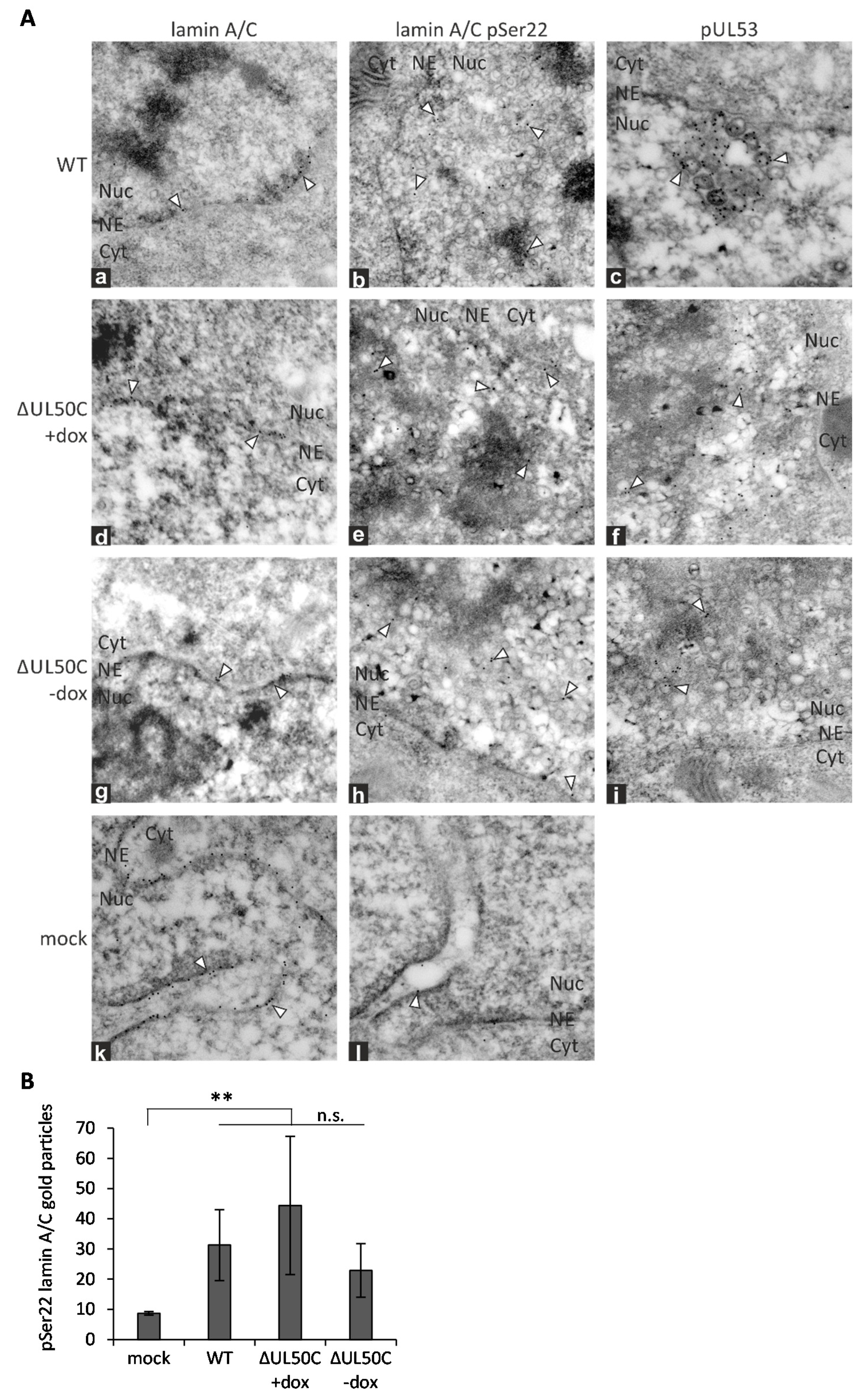 Cells 10 03119 g003 550
