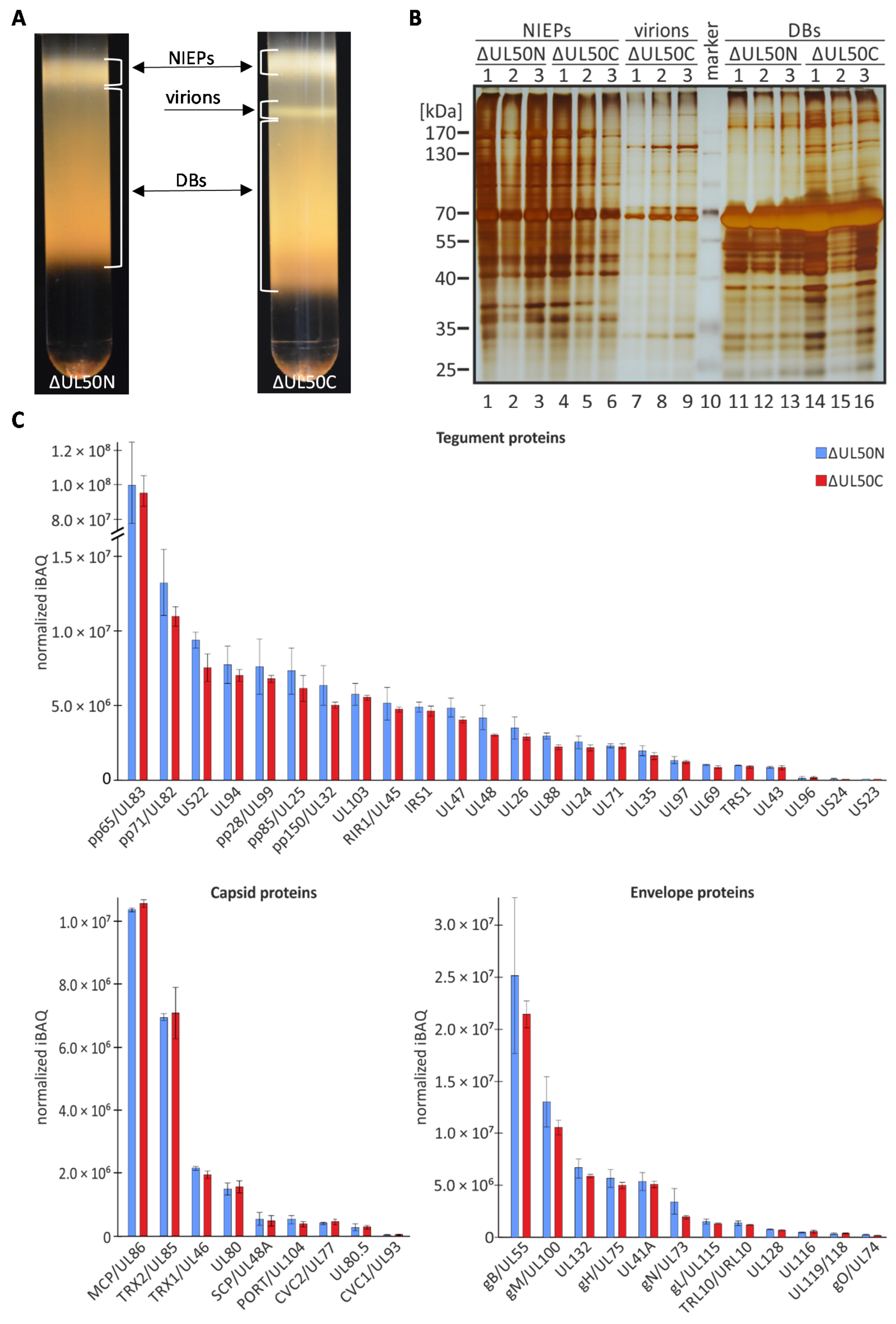 Cells 10 03119 g005 550