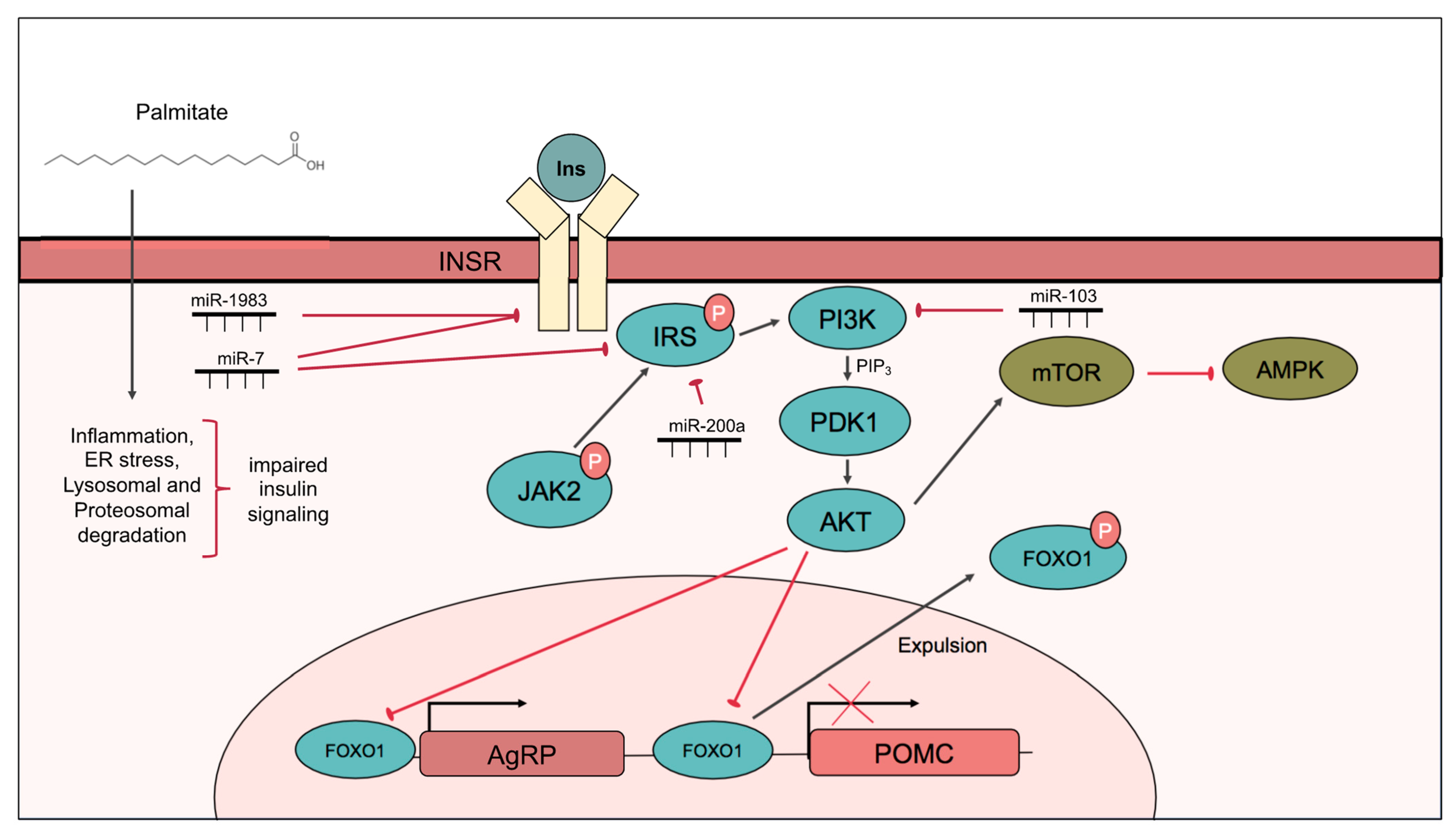 Cells | Free Full-Text | Mechanisms Driving Palmitate-Mediated
