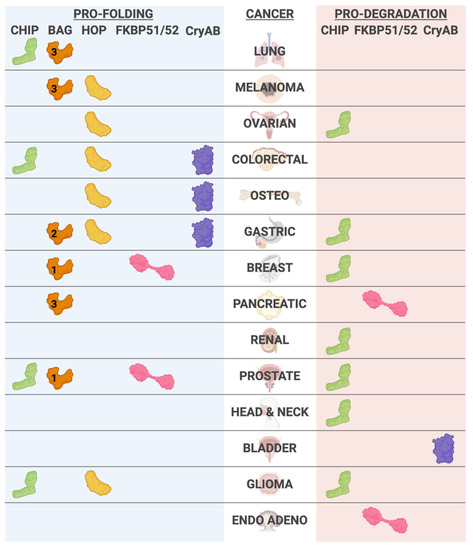 With or without You: Co-Chaperones Mediate Health and Disease by