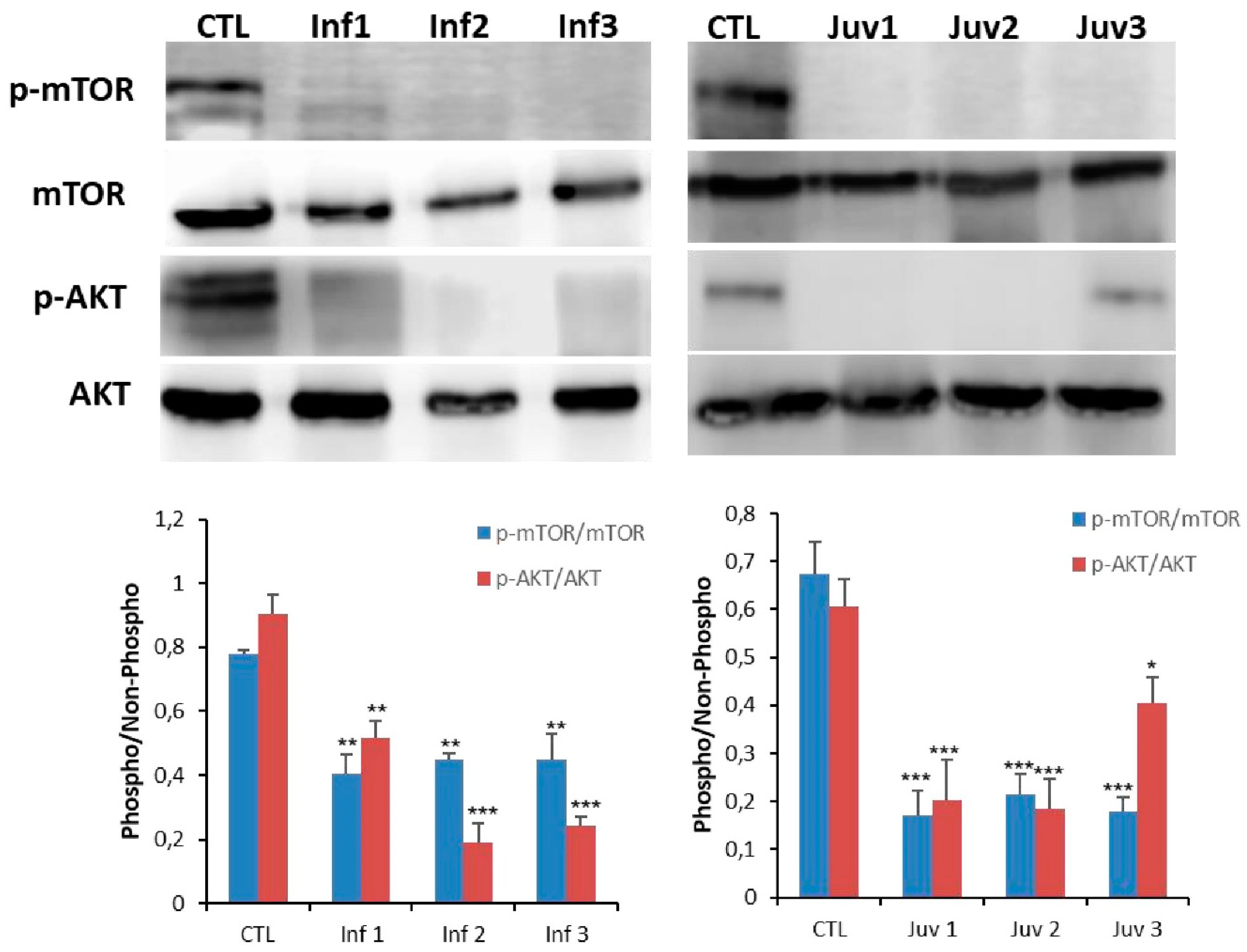 Cells 10 03122 g004 550