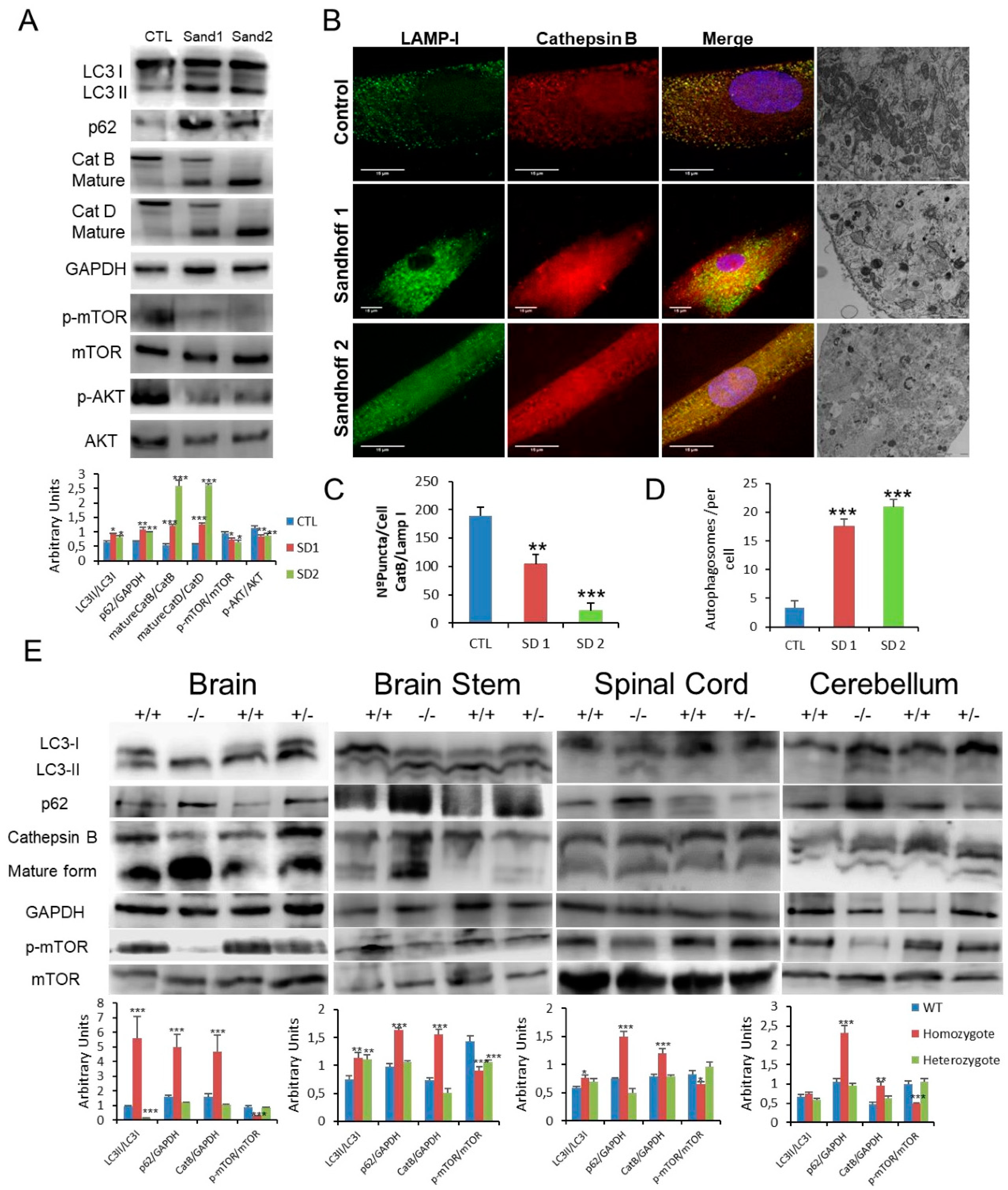 Cells 10 03122 g005 550