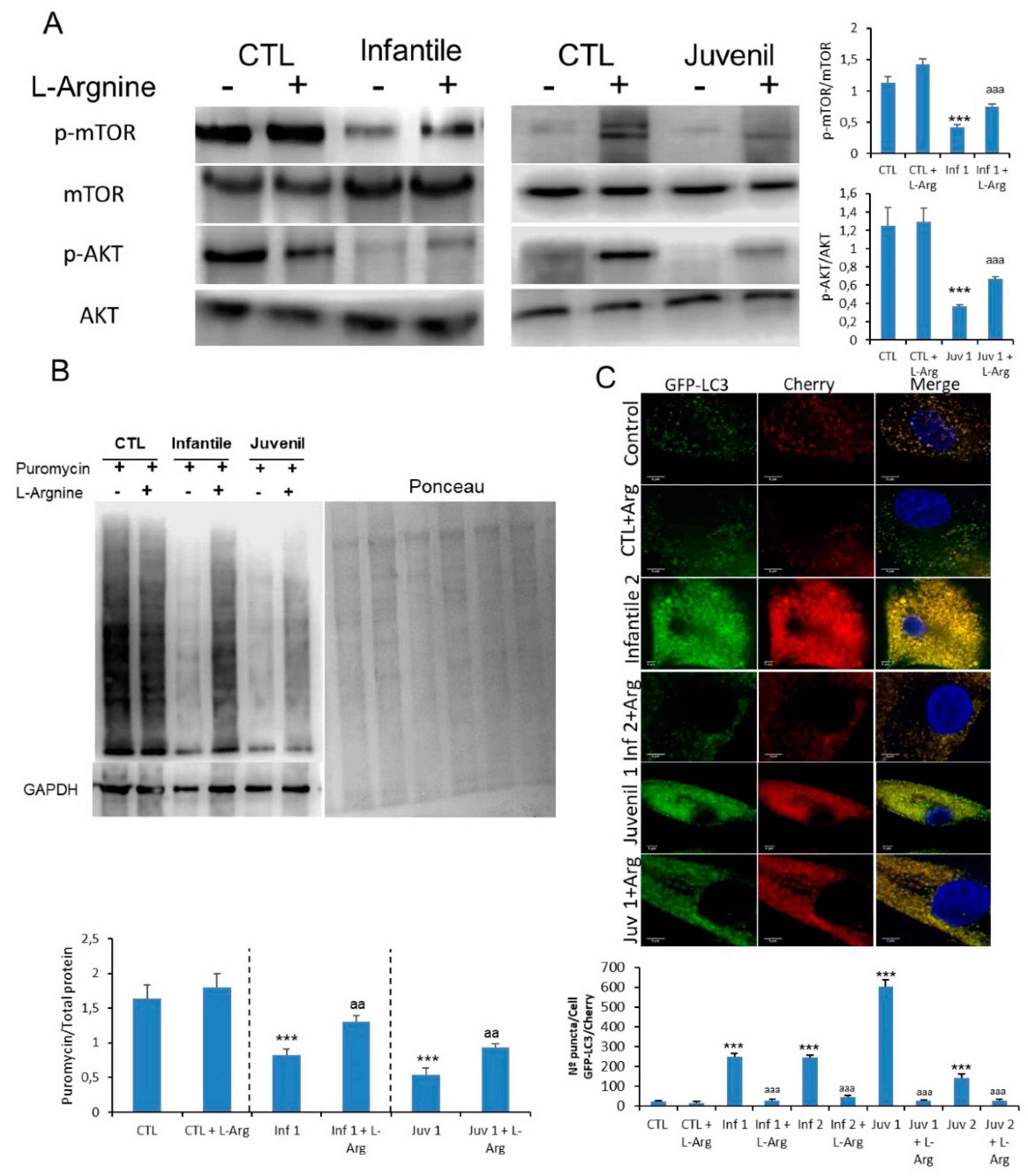 Cells 10 03122 g006 550