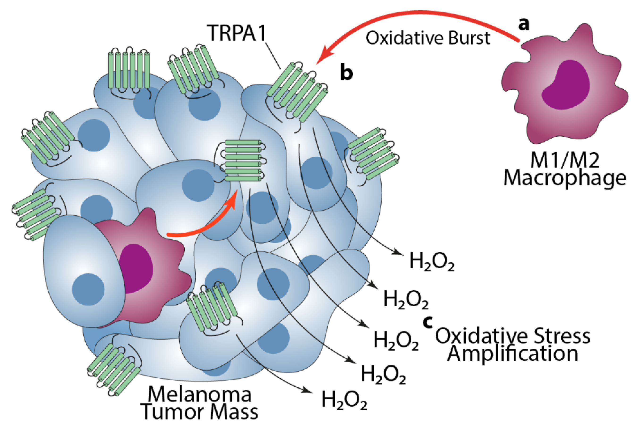 Cells 10 03131 g004 550