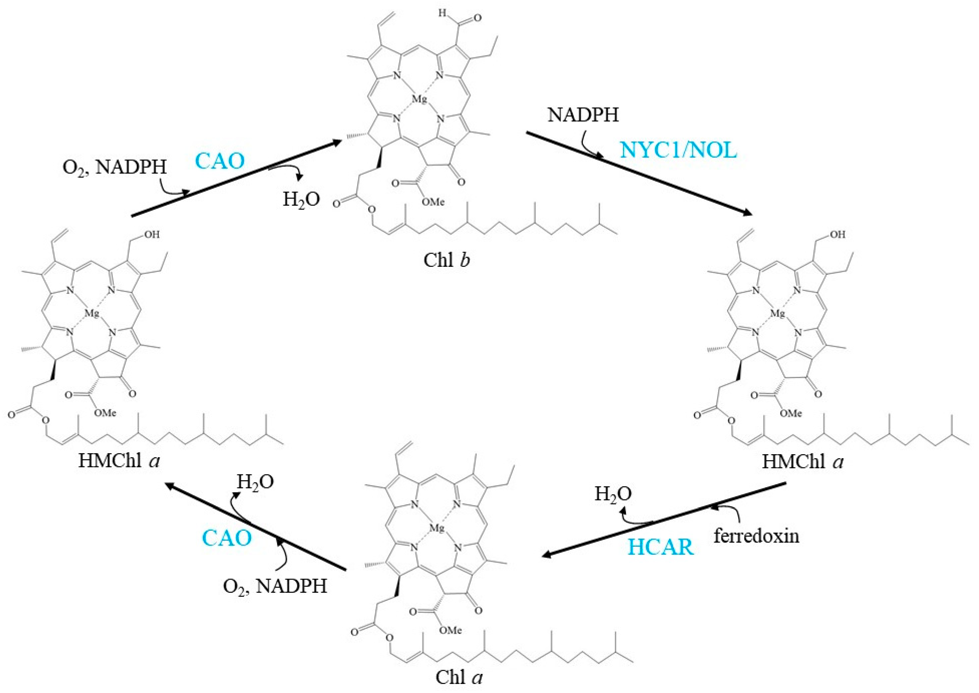 Cells 10 03134 g001 Cells 10 03134 g001