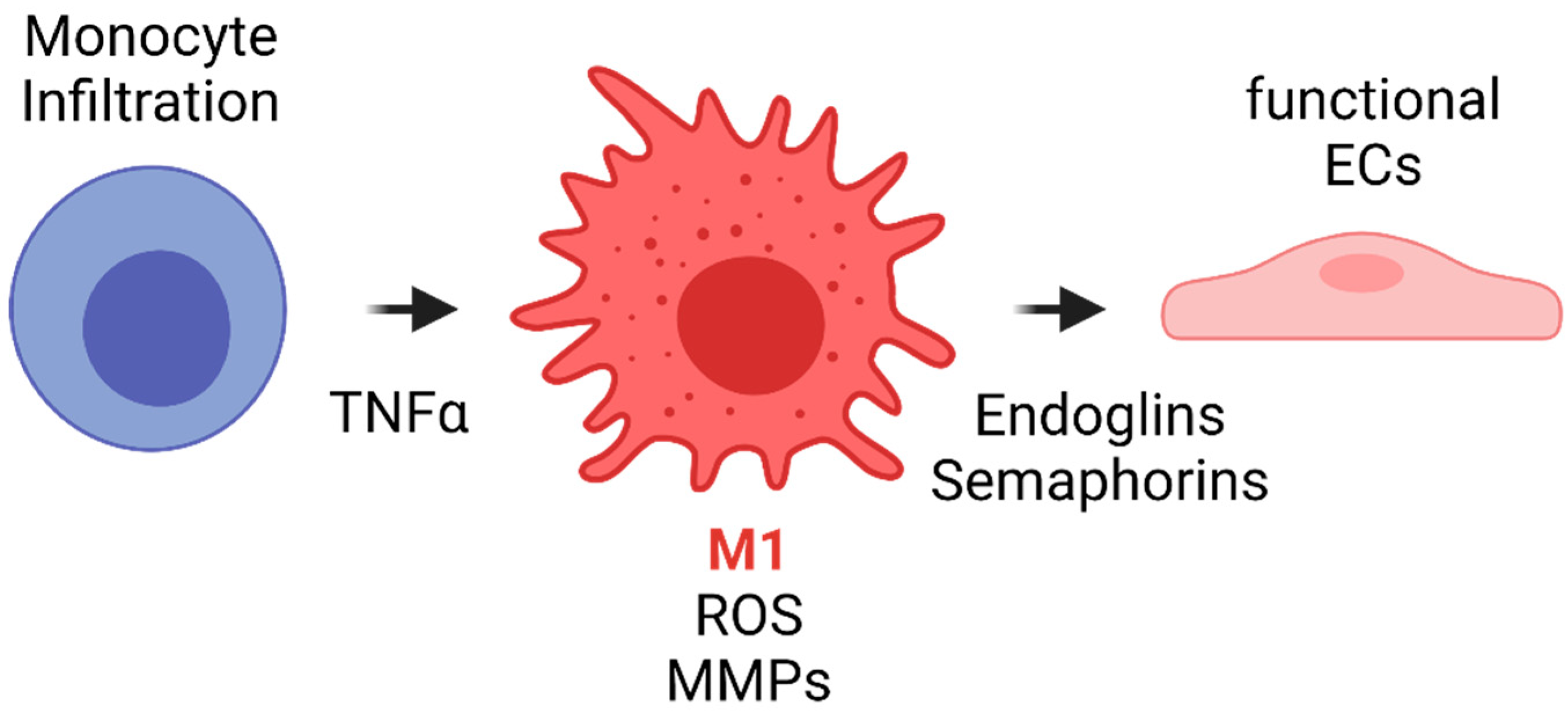 Cells 10 03140 g007 Cells 10 03140 g007