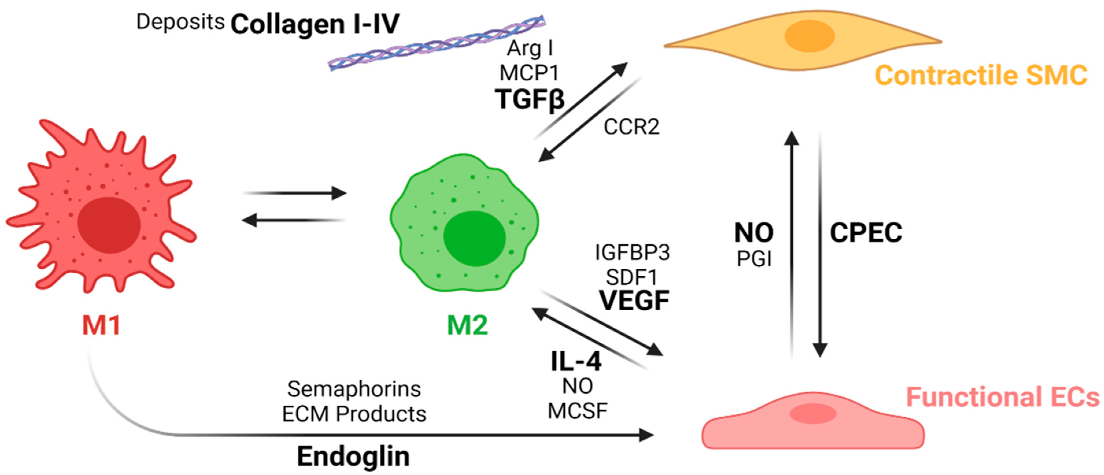 Cells 10 03140 g008 Cells 10 03140 g008