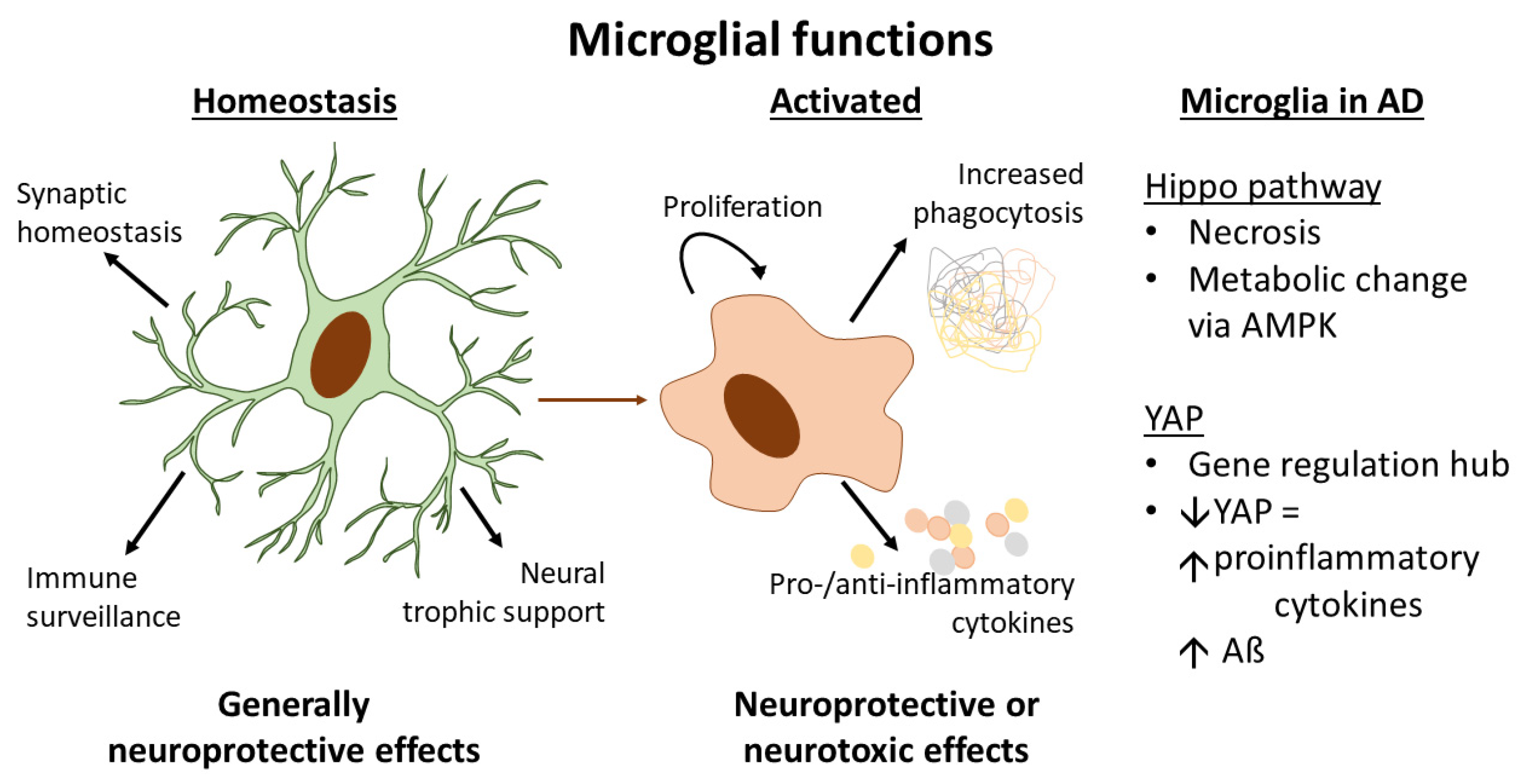 Cells 10 03144 g001 Cells 10 03144 g001
