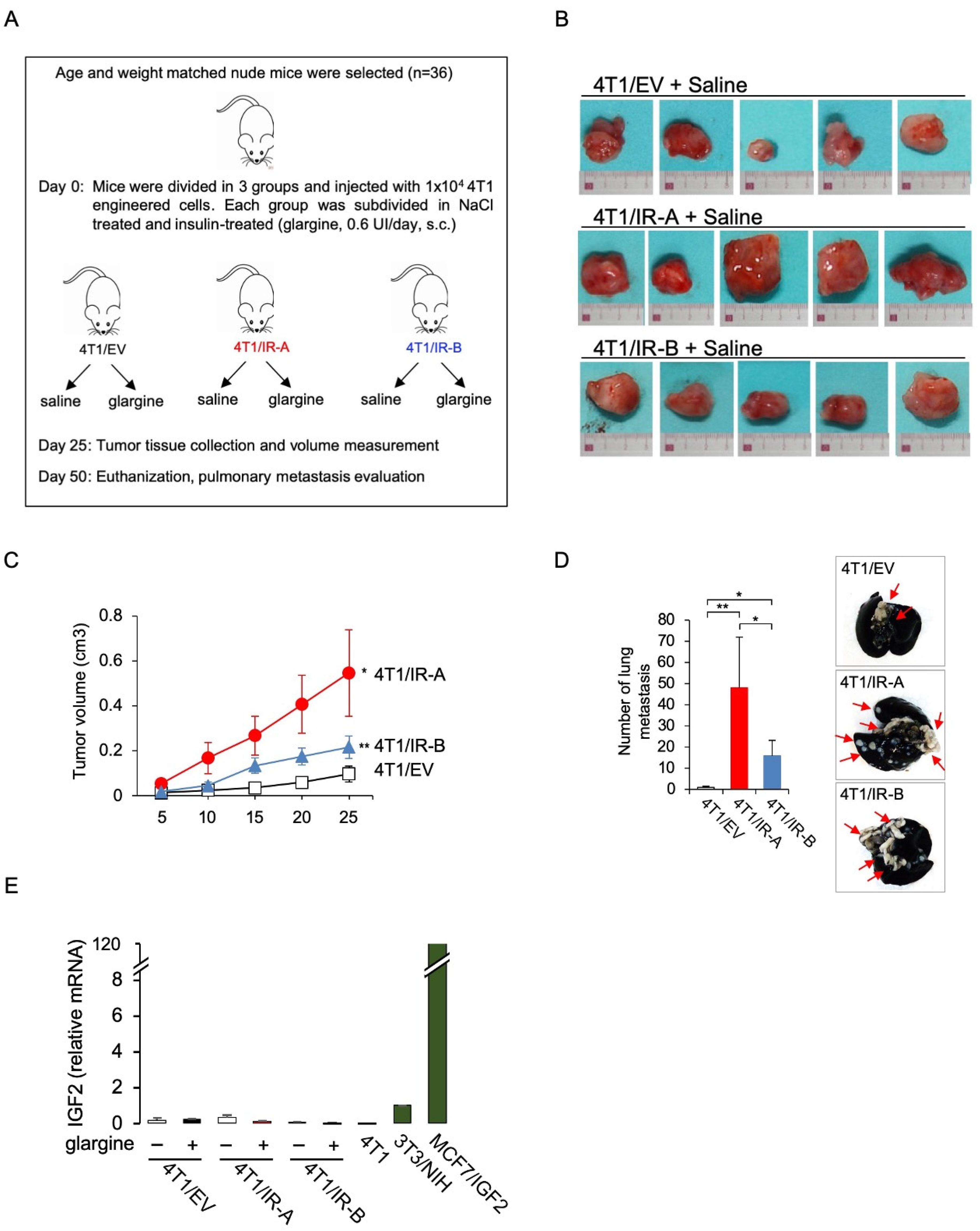 Cells 10 03145 g003 Cells 10 03145 g003