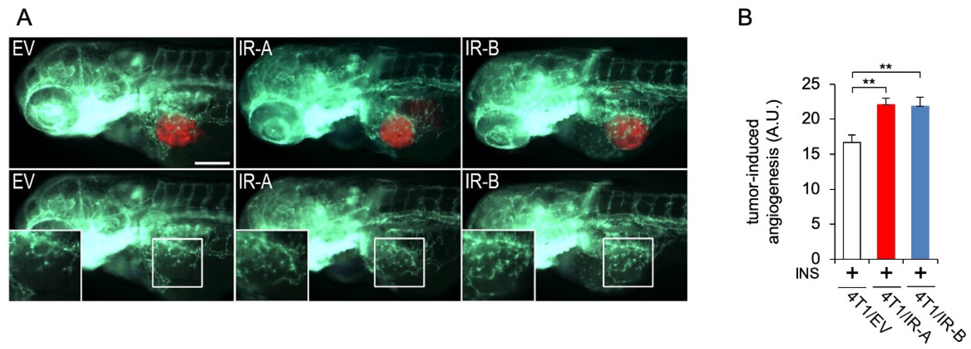 Cells 10 03145 g004 Cells 10 03145 g004