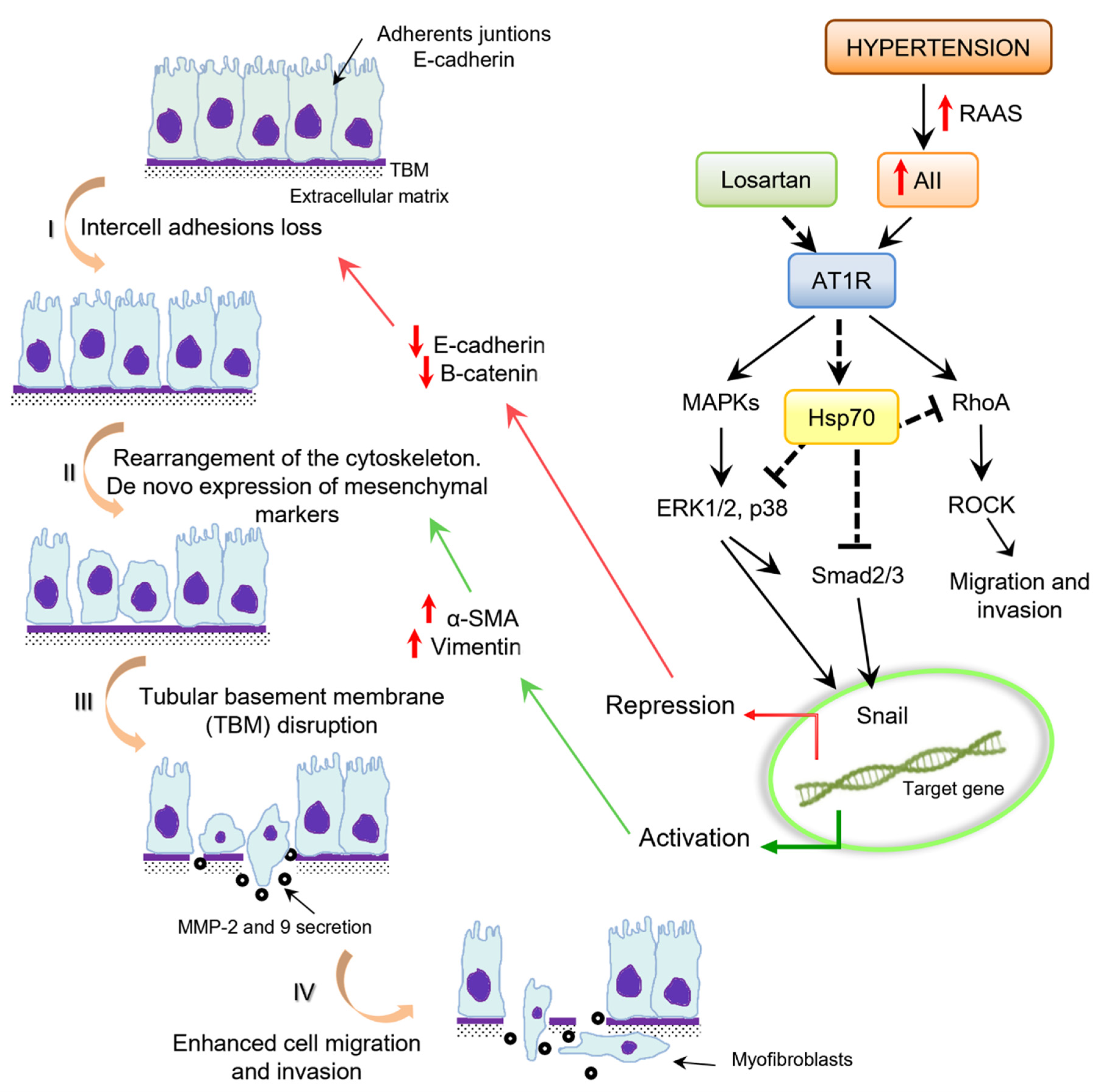 Cells 10 03146 g001 550