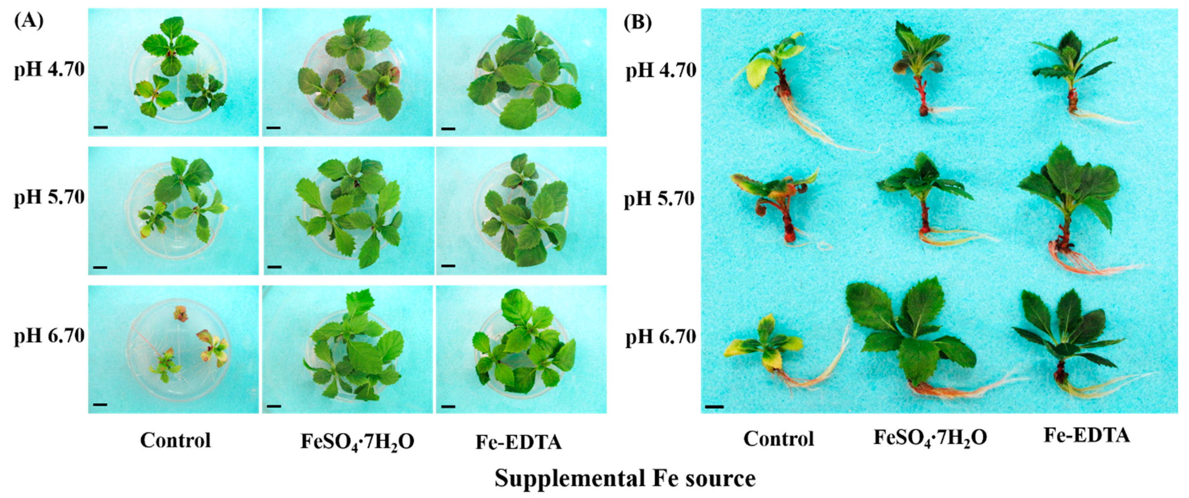 Cells 10 03151 g002 Cells 10 03151 g002