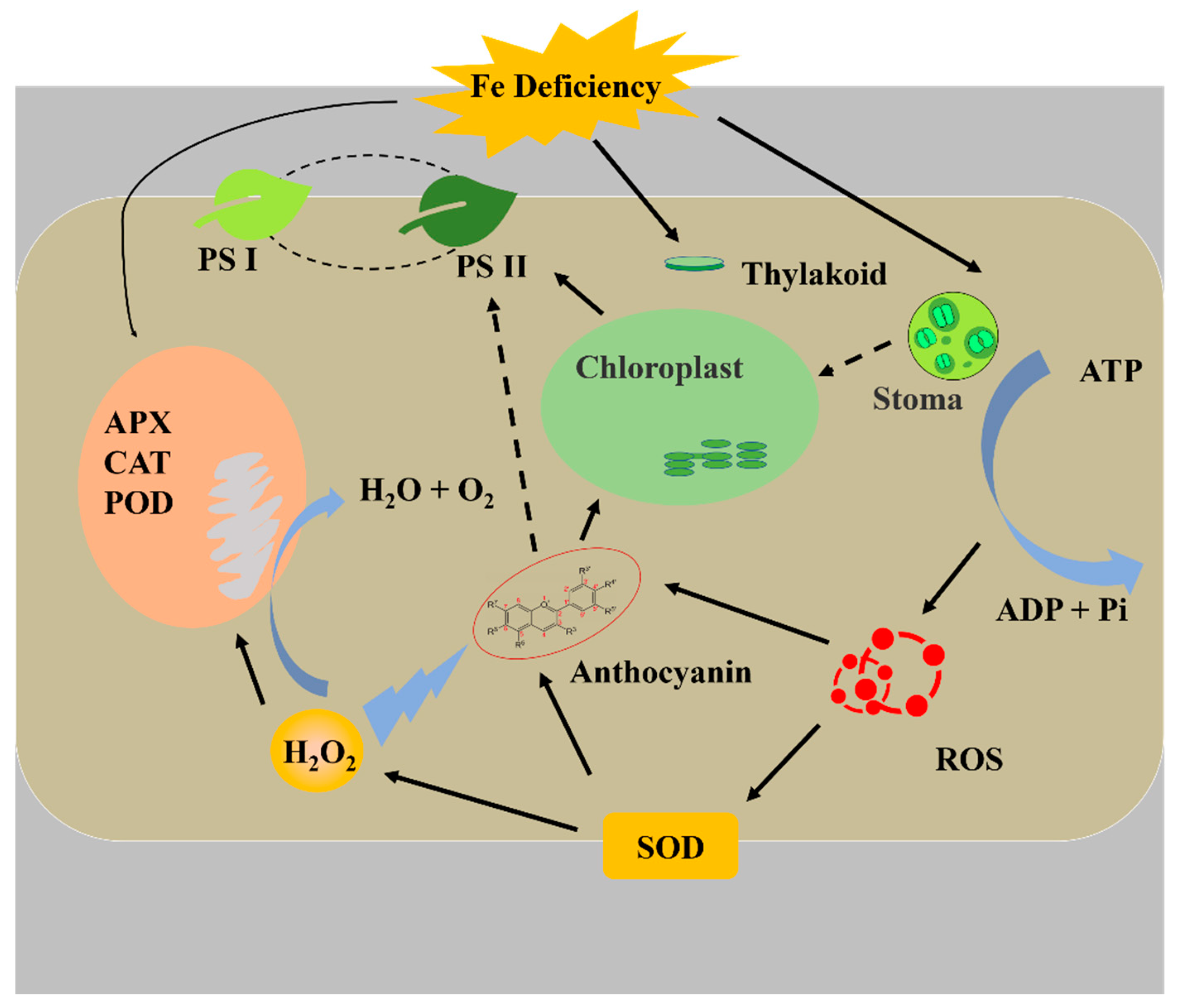 Cells 10 03151 g010 Cells 10 03151 g010
