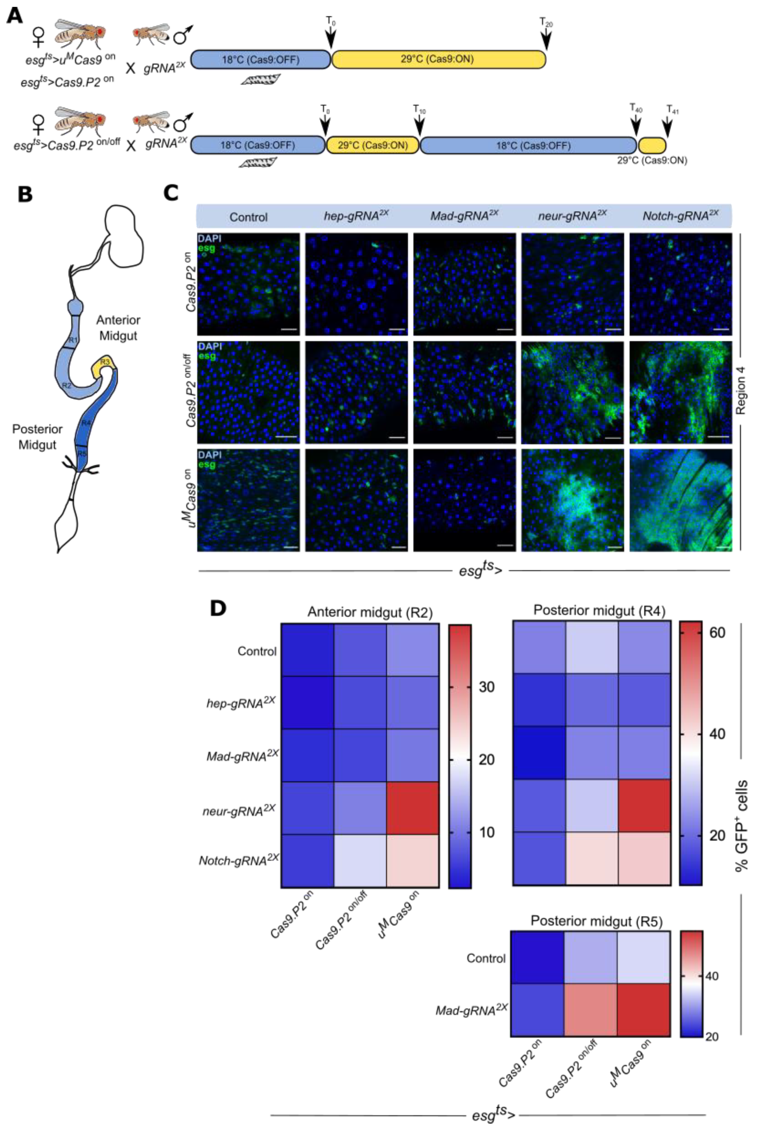 Cells 10 03156 g003 550