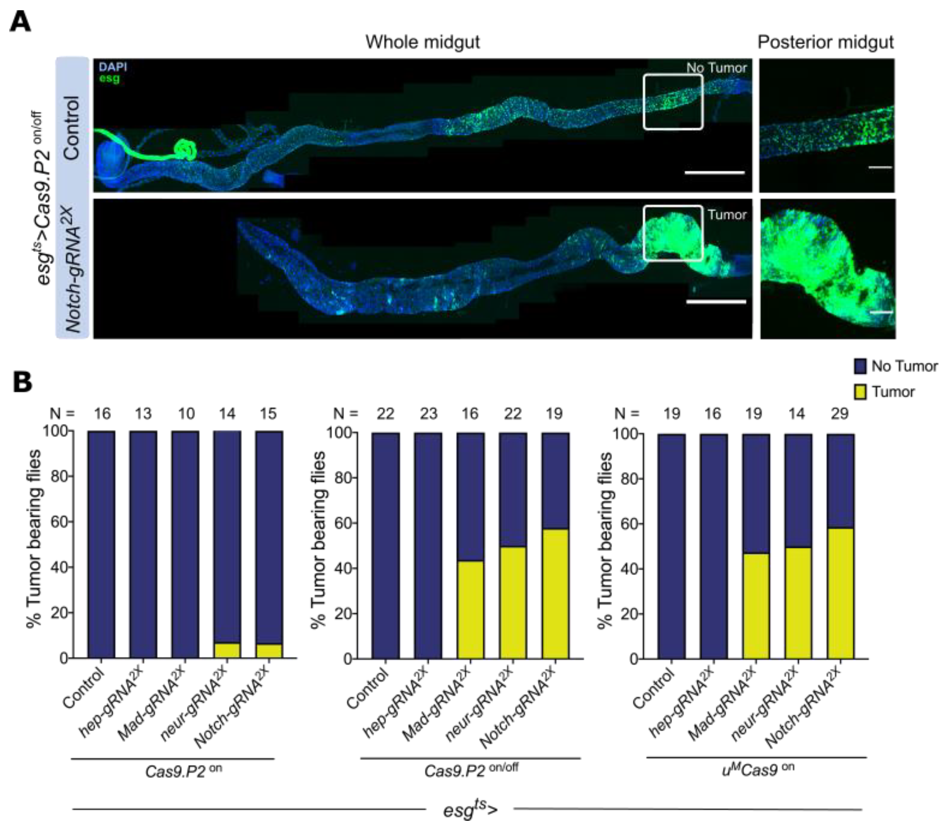 Cells 10 03156 g004 550