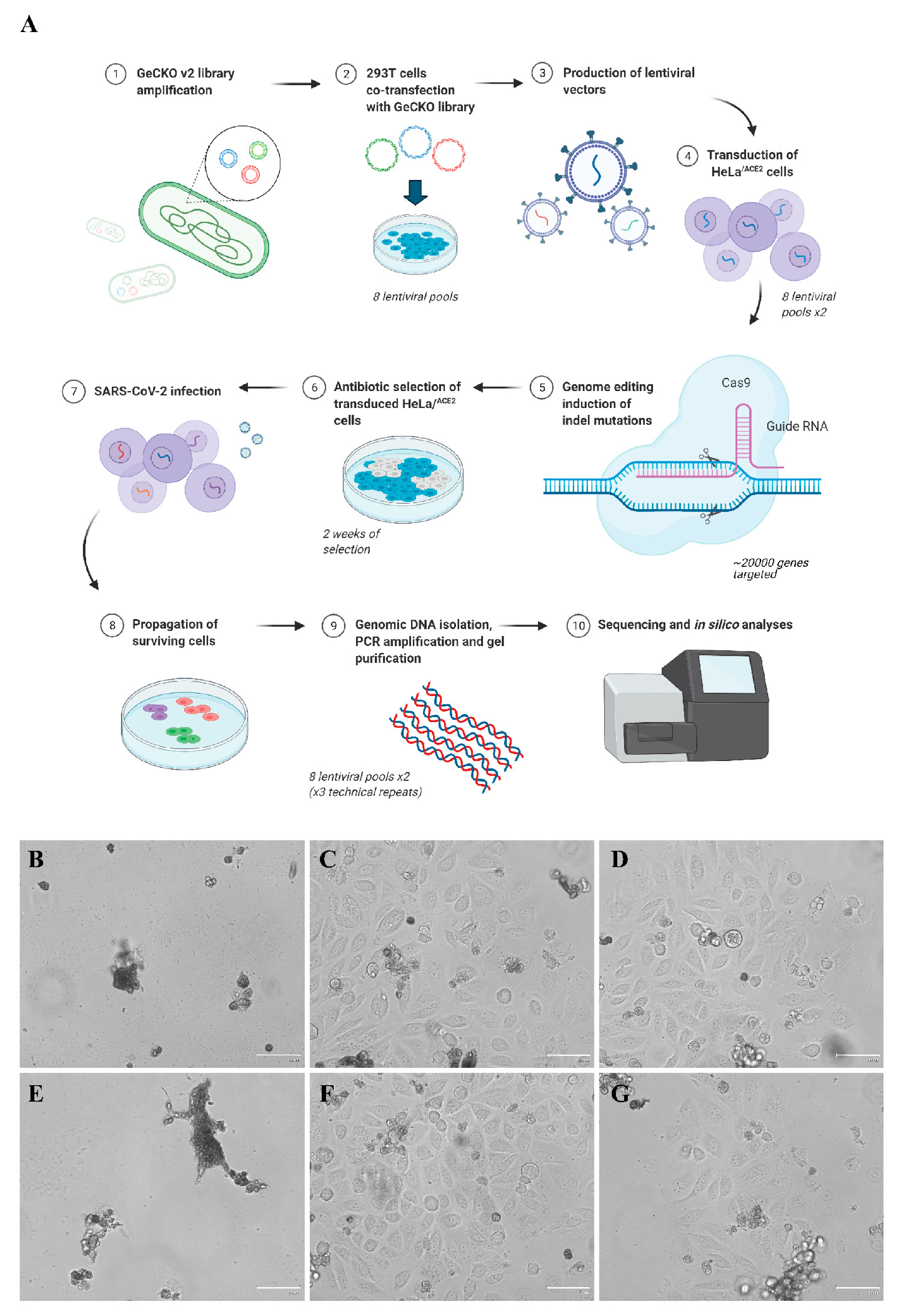 Cells 10 03159 g001