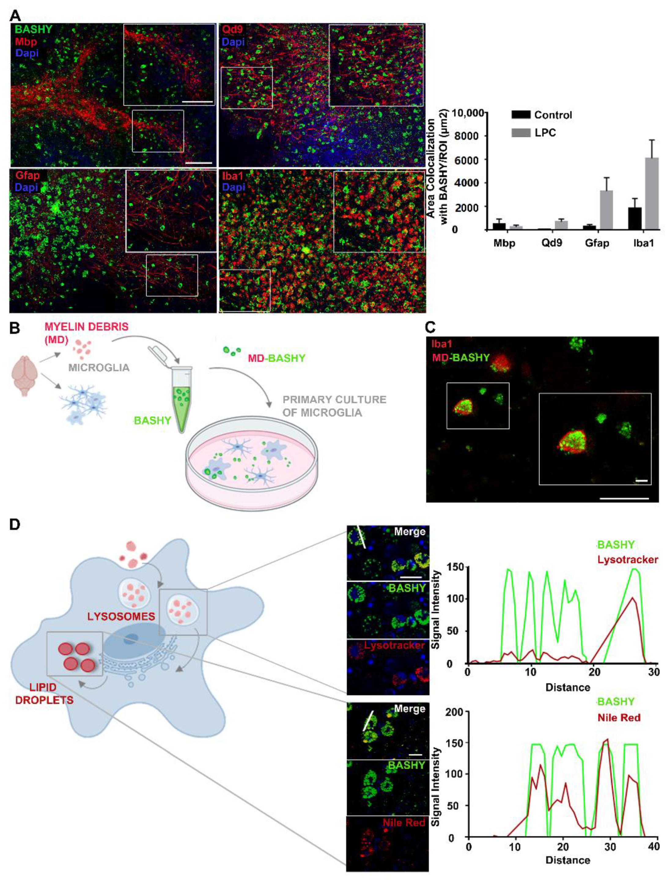 Cells 10 03163 g002 Cells 10 03163 g002