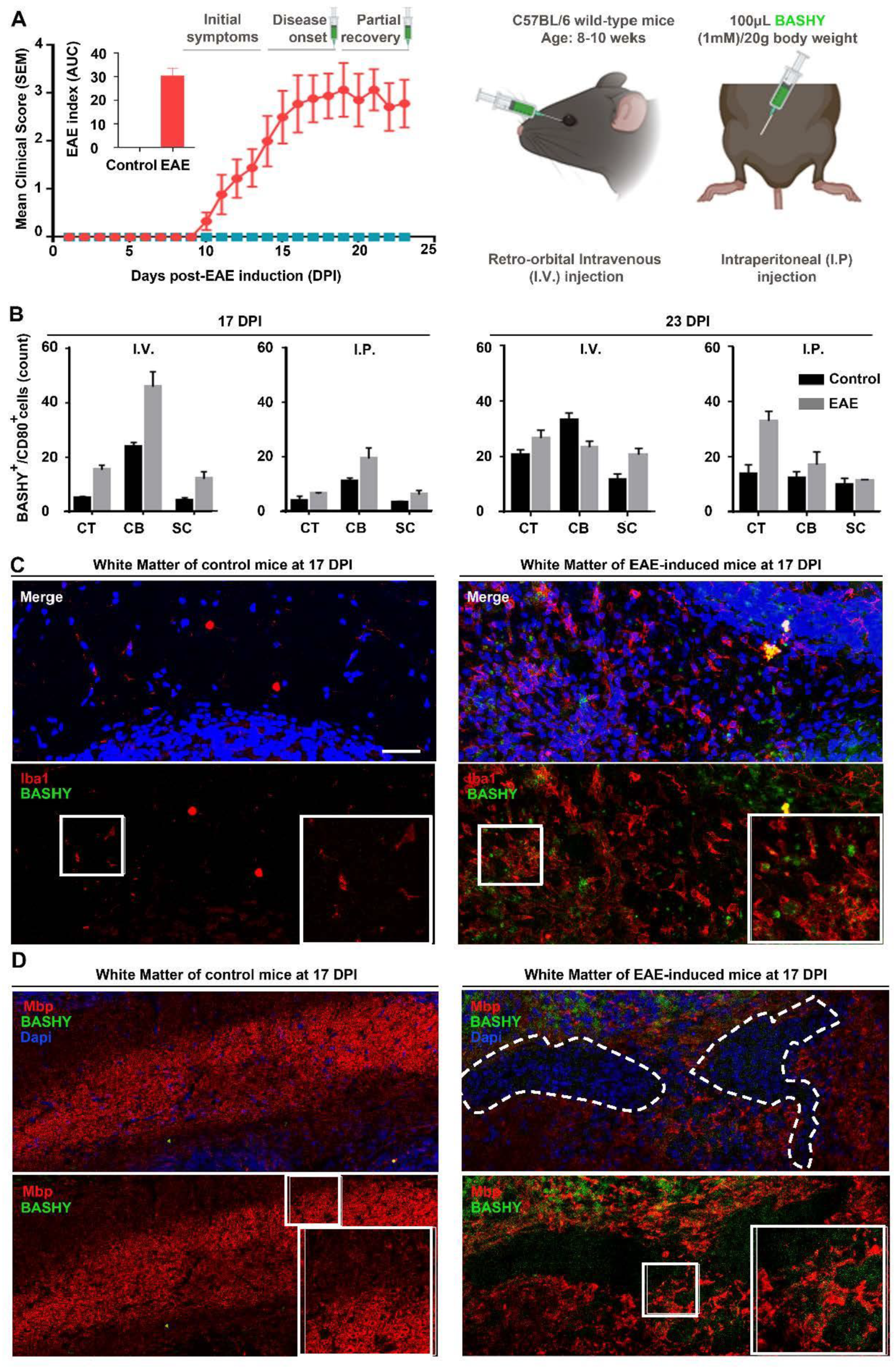 Cells 10 03163 g004 Cells 10 03163 g004