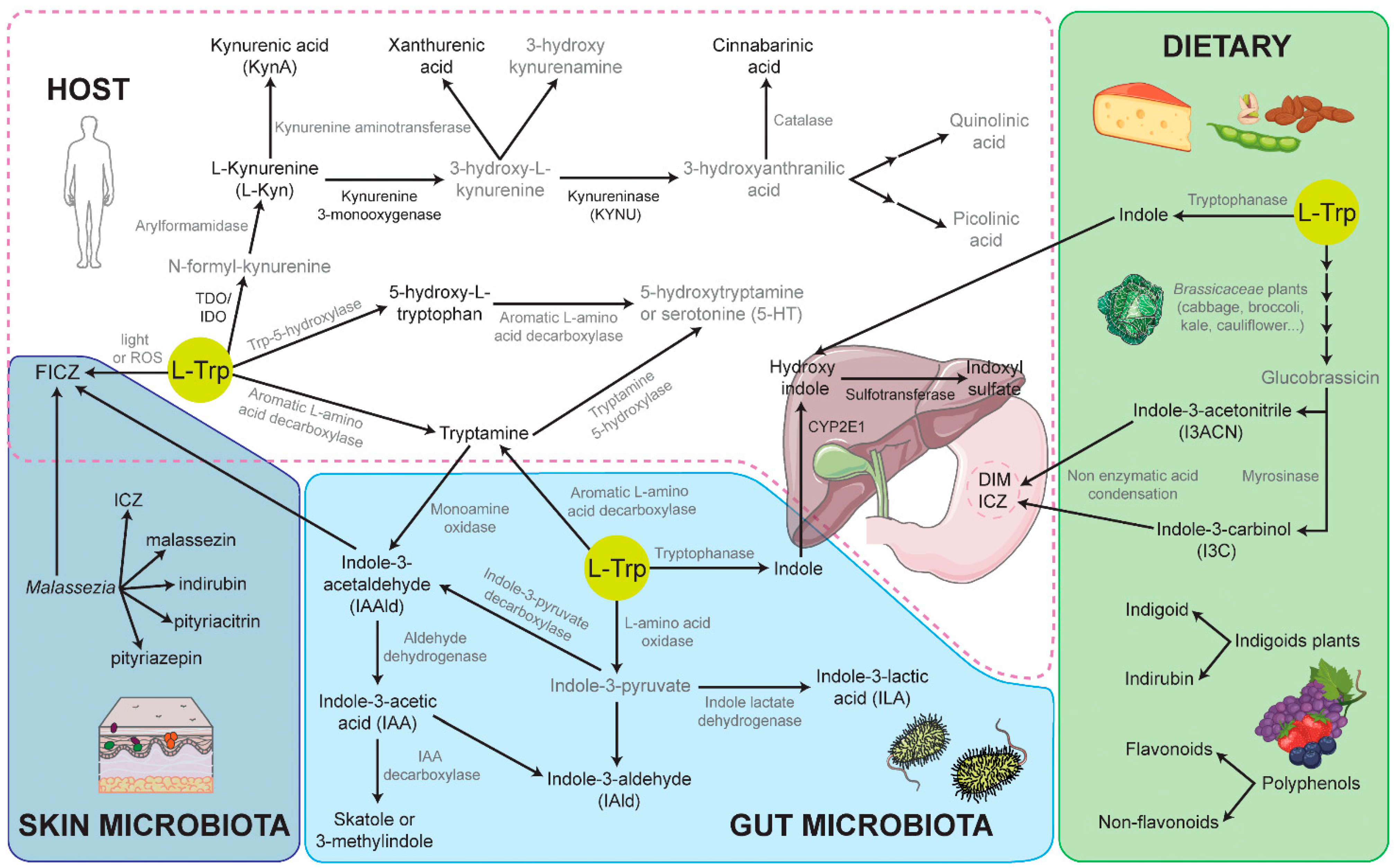 Cells 10 03176 g003 Cells 10 03176 g003