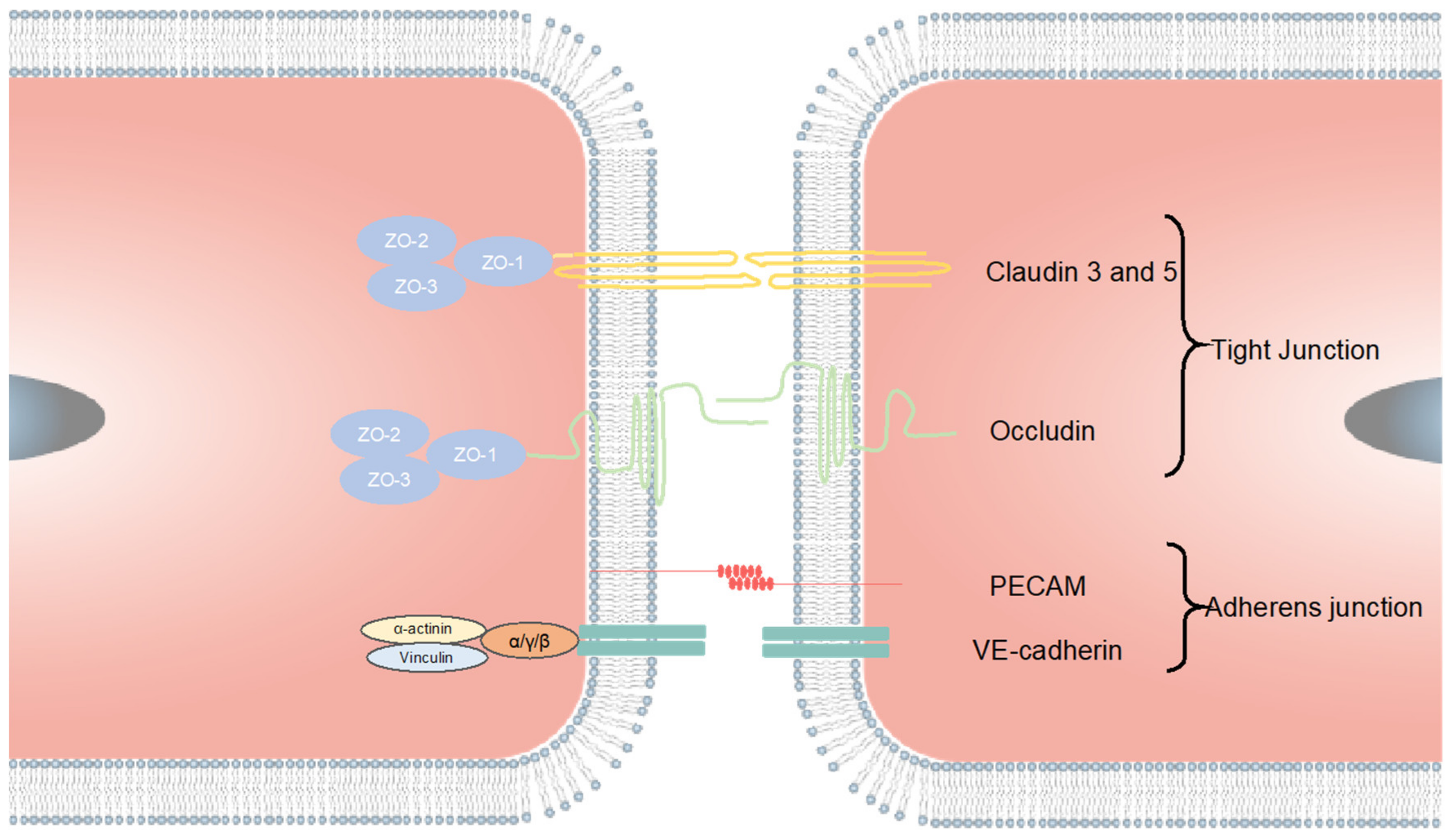 Cells 10 03183 g002 550