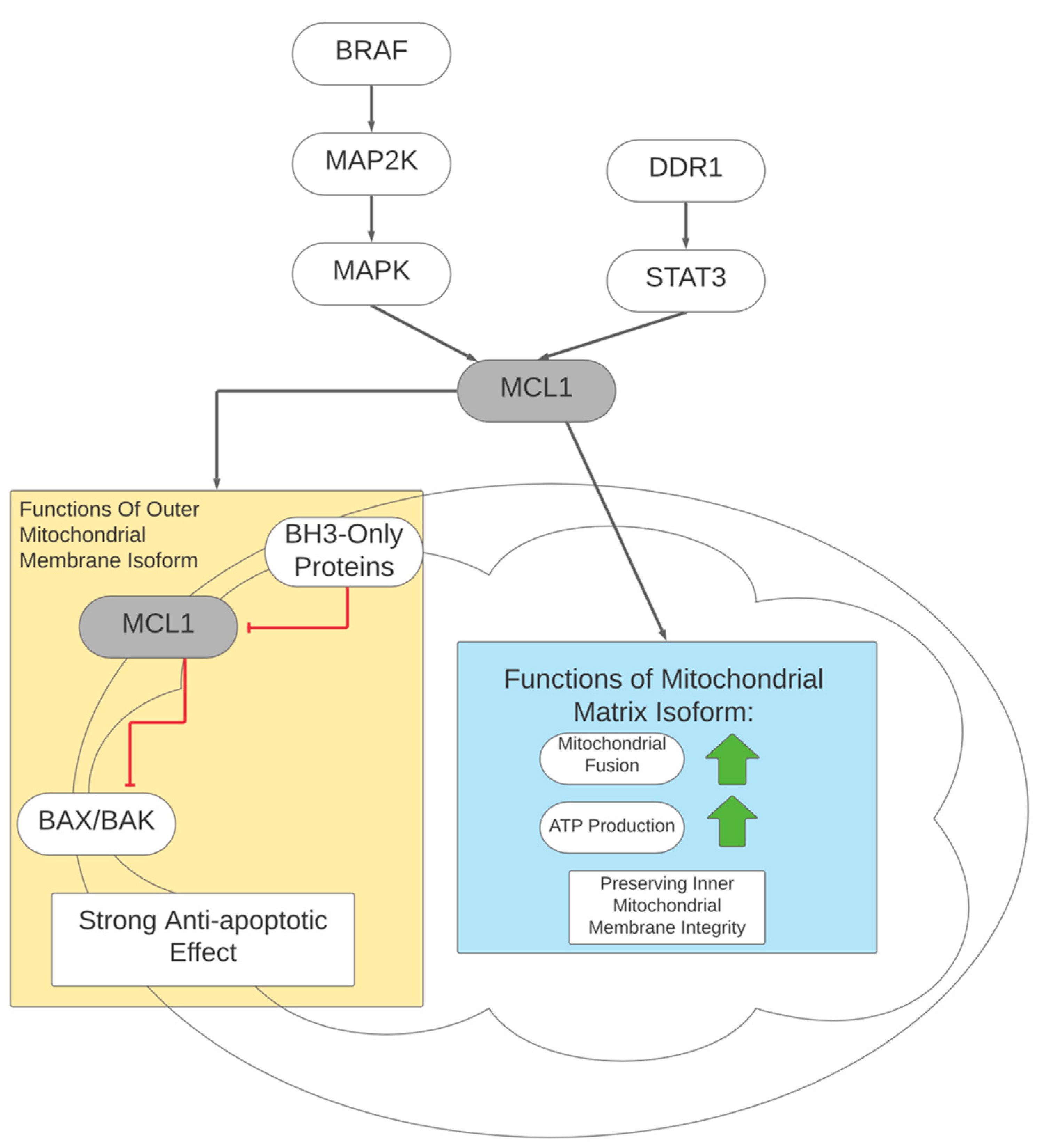 Cells 10 03197 g003 550