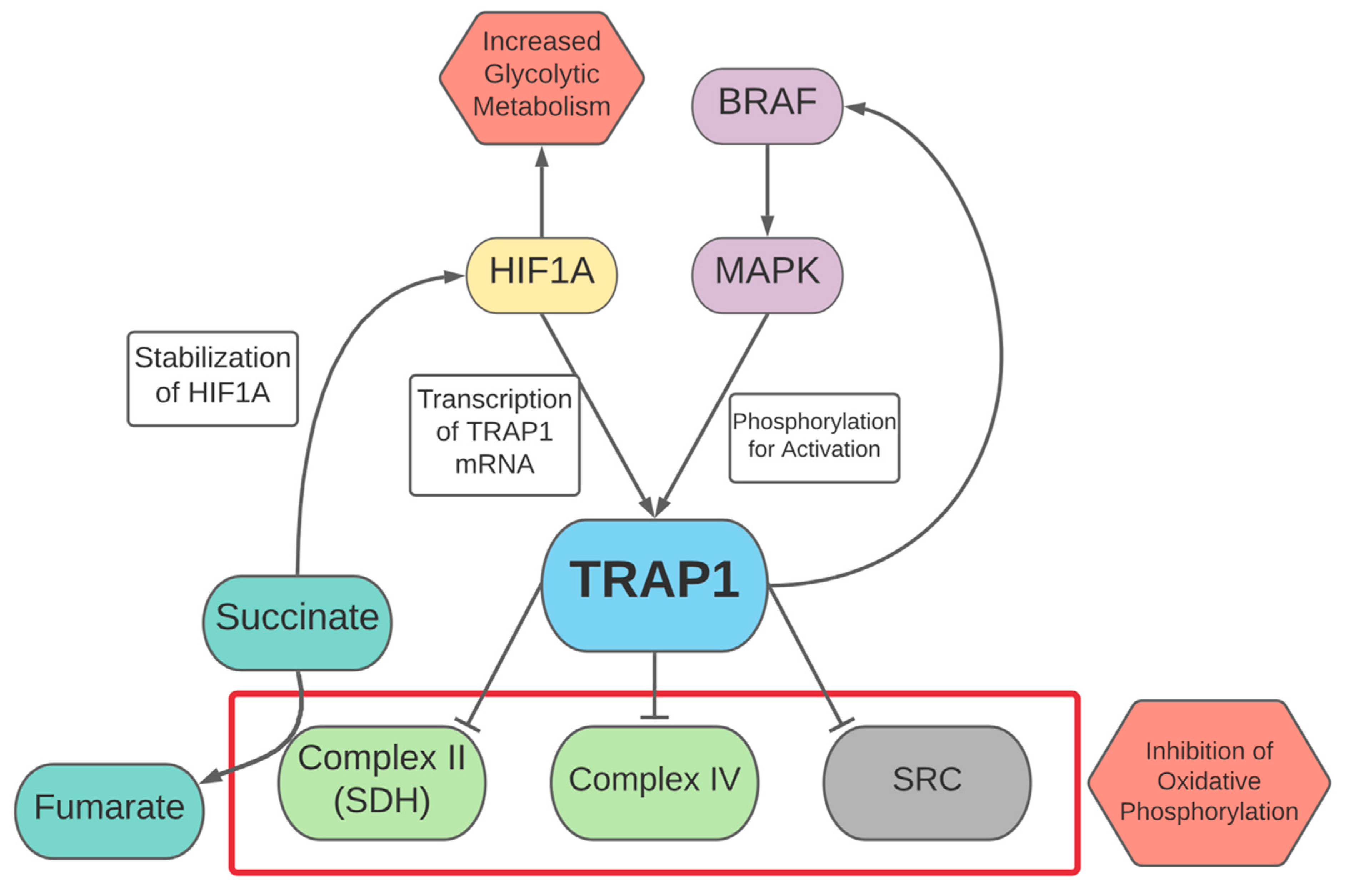 Cells 10 03197 g004 550