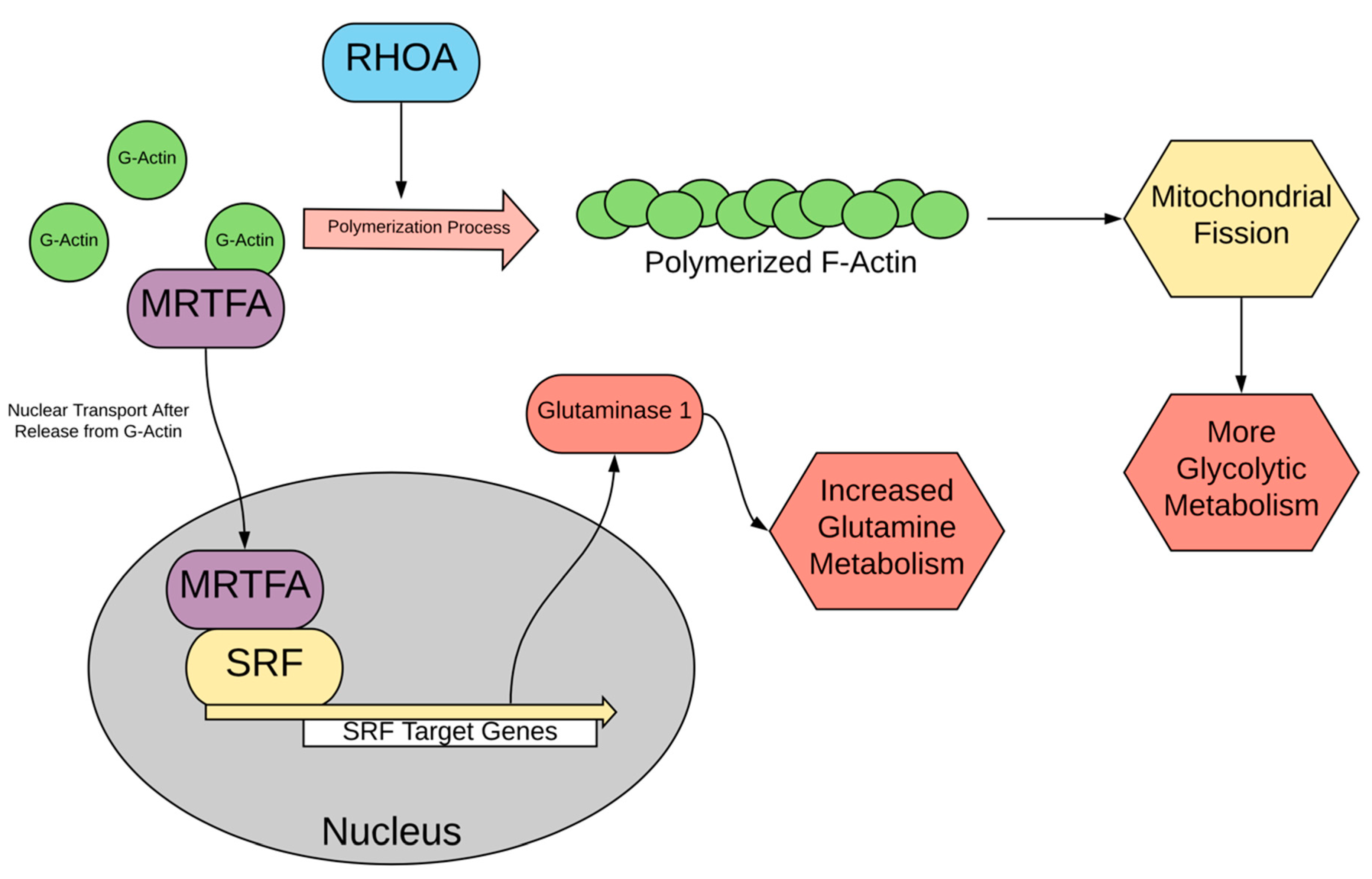 Cells 10 03197 g005 550
