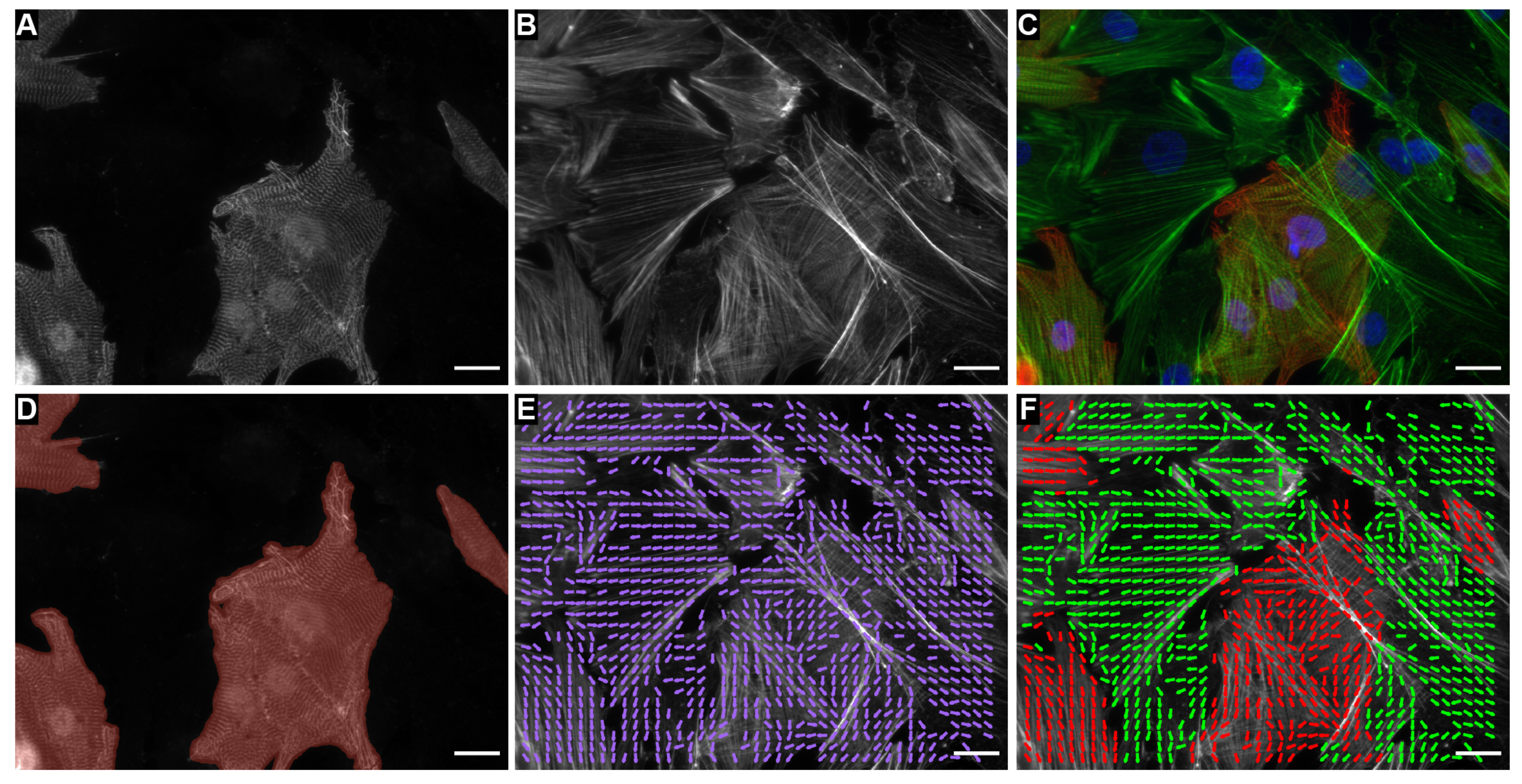 Cells 10 03199 g001 Cells 10 03199 g001