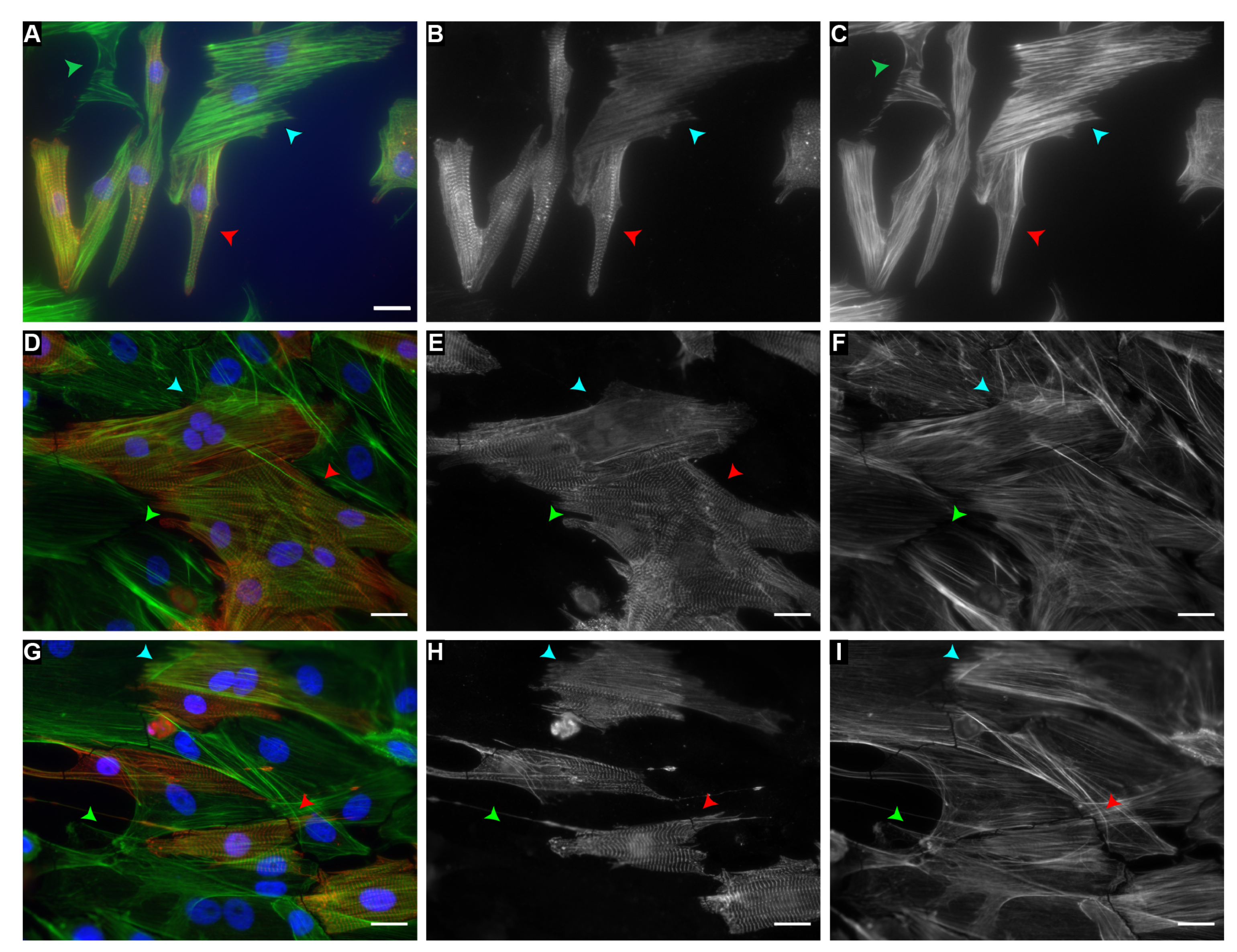 Cells 10 03199 g0a1 Cells 10 03199 g0a1