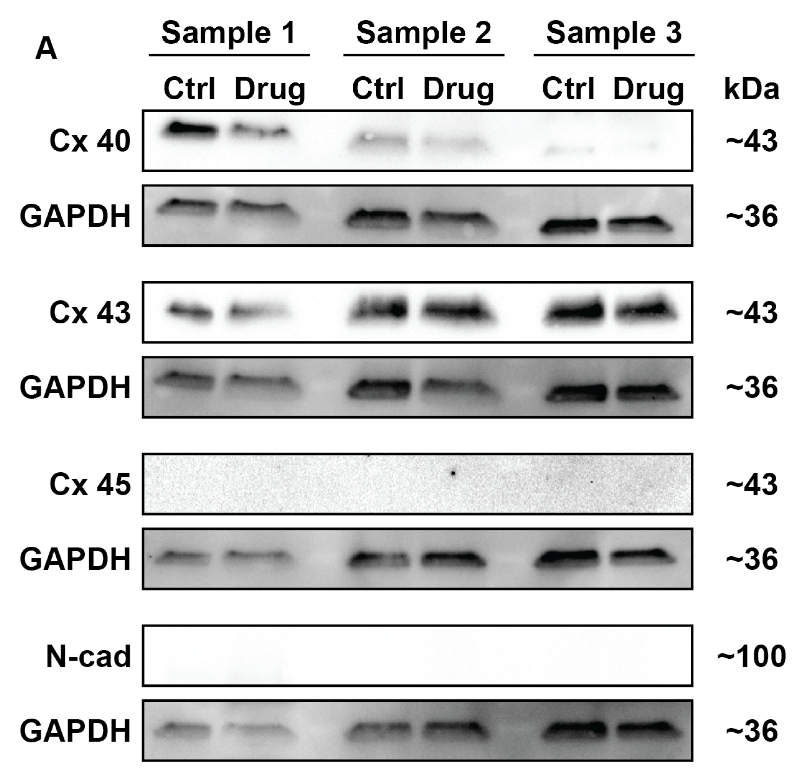 Cells 10 03199 g0a2 Cells 10 03199 g0a2