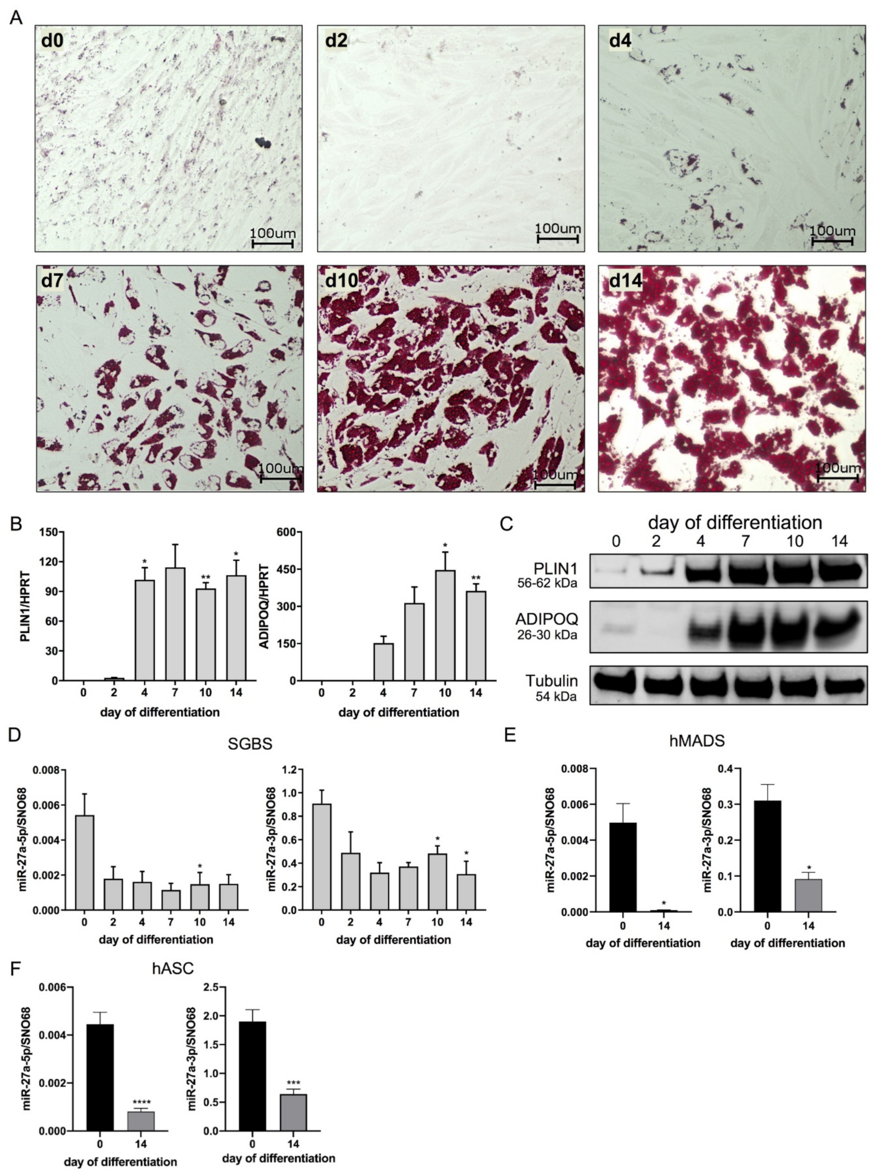 Cells 10 03205 g001 550