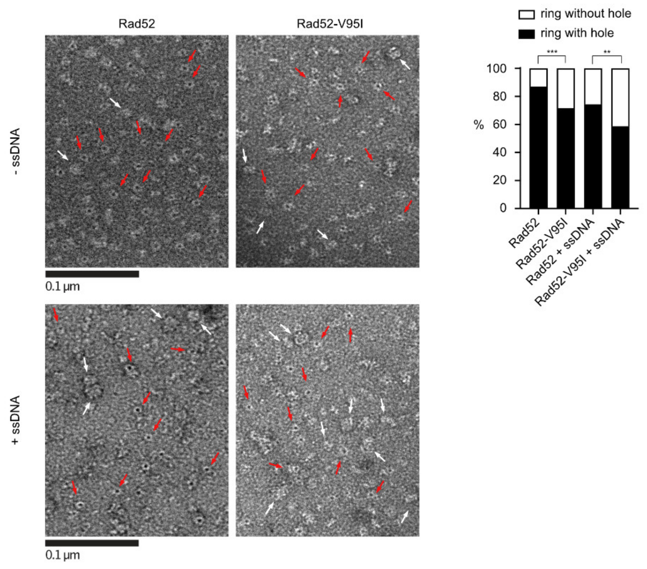 Cells 10 03207 g002 550