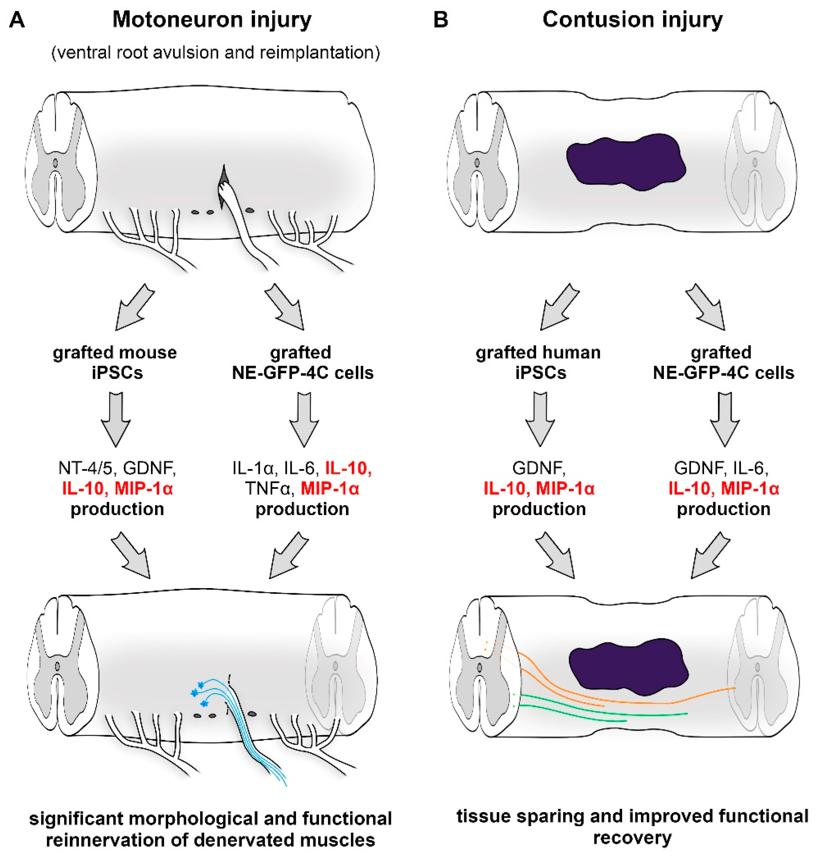 Cells 10 03214 g001 550